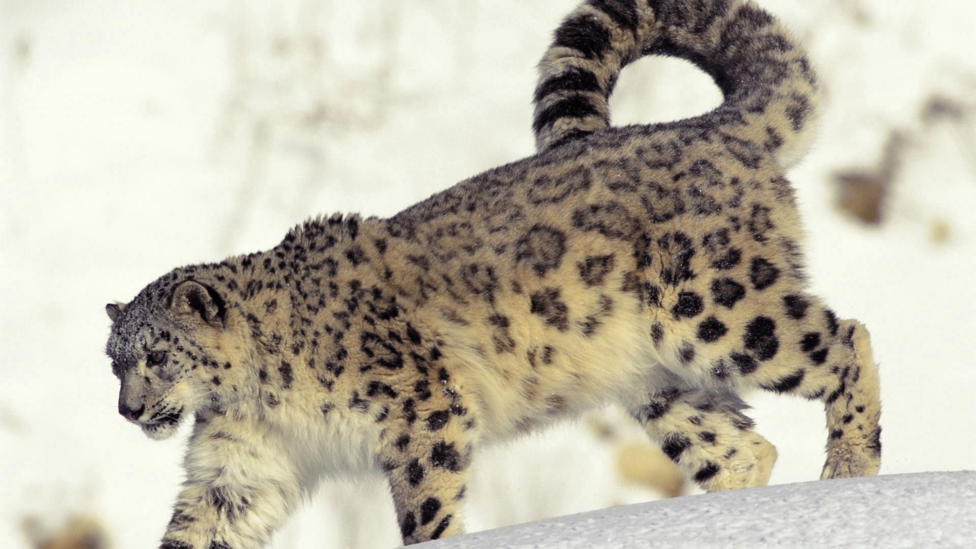 Baixar papel de parede para celular de Animais, Snow Leopard, Neve, Predador, Gato Grande, Passeio, Passear, Predator gratuito.