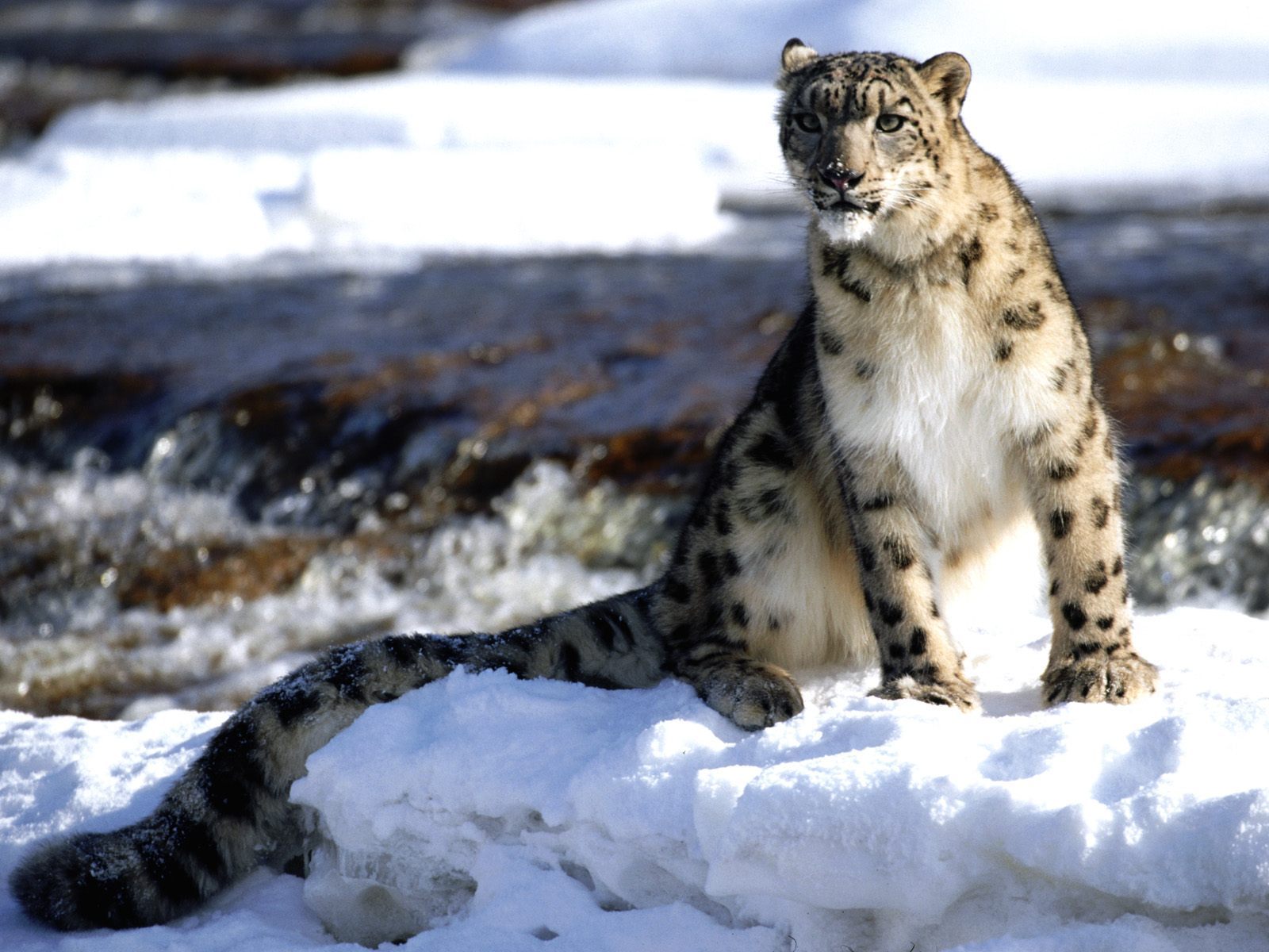 Download mobile wallpaper Snow Leopard, Winter, Animals, Snow for free.