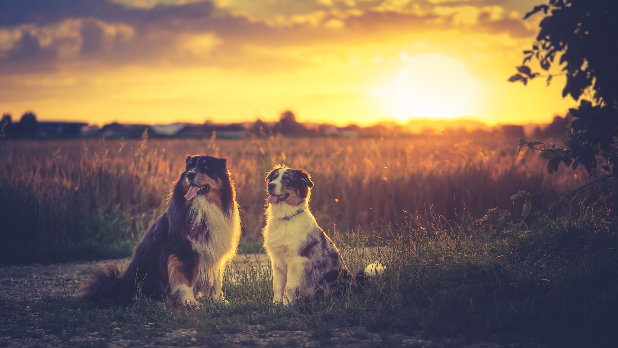 australian shepherd, animal, depth of field, dog, sunset, dogs HD wallpaper