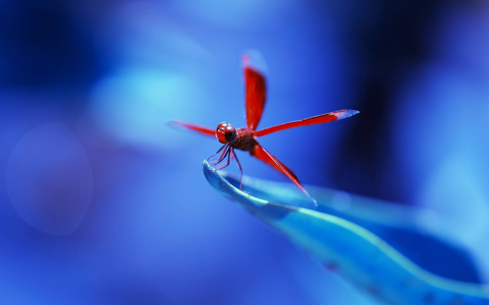 animal, dragonfly, insects 4K