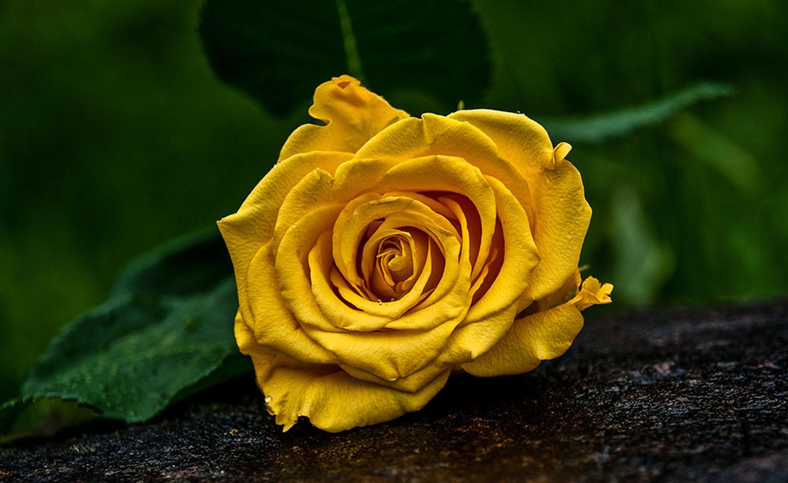 Лежащая желтая роза