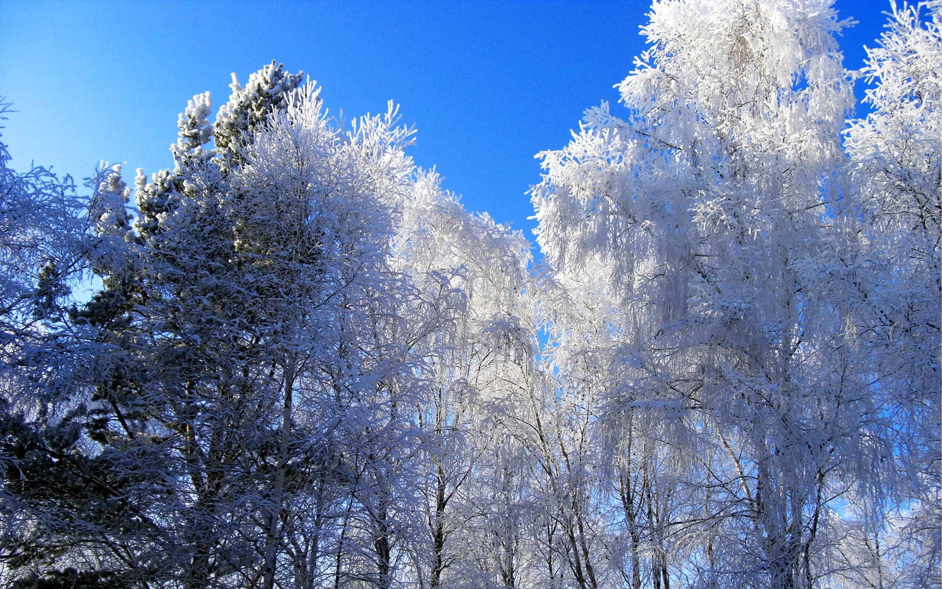 winter, nature, trees, sky, white, blue, crown, frost, hoarfrost, gray hair, crowns, clear, i see