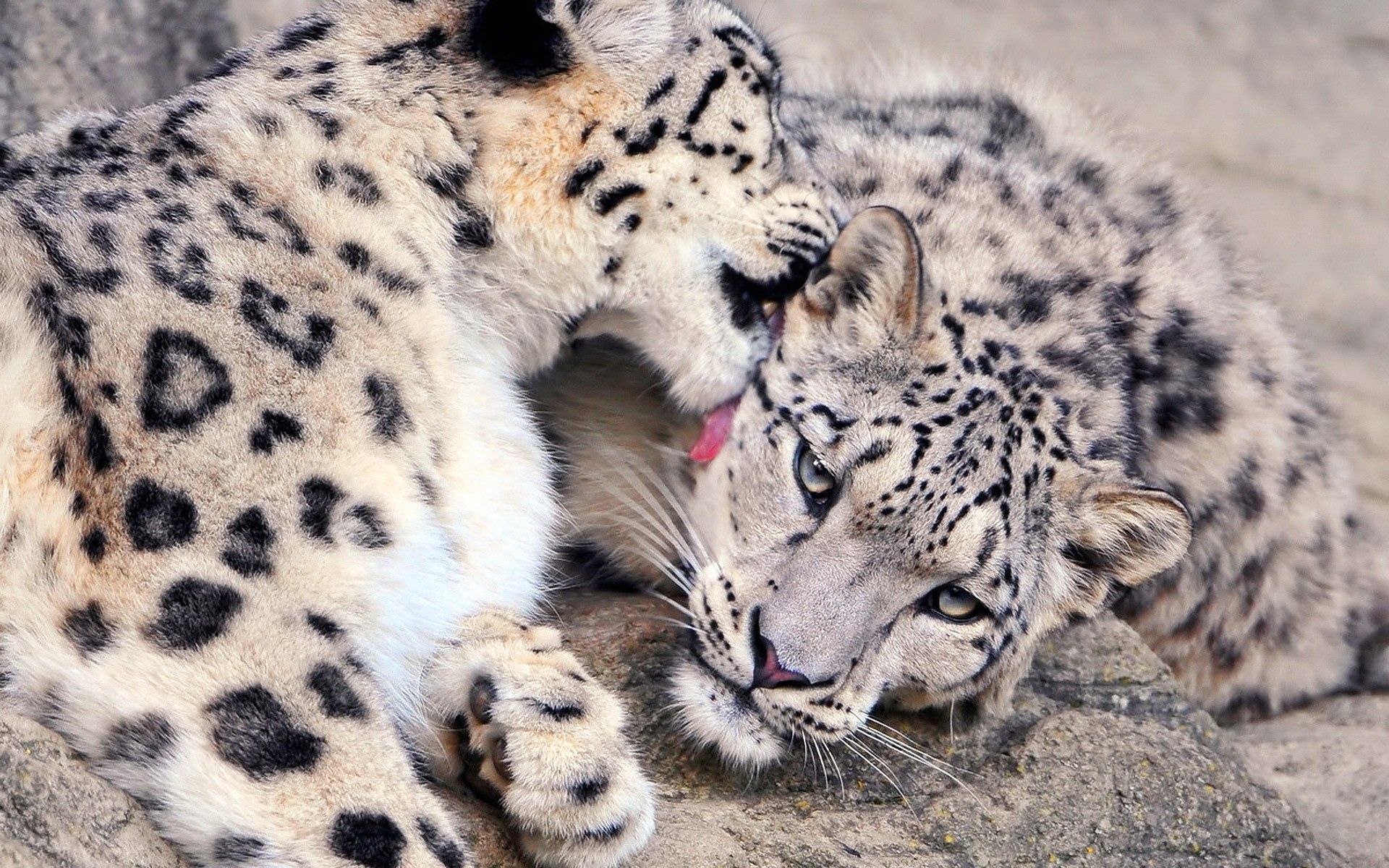 79633 télécharger le fond d'écran snow leopard, animaux, coupler, paire, se soucier, soin, lèche tes lèvres, léchage - économiseurs d'écran et images gratuitement