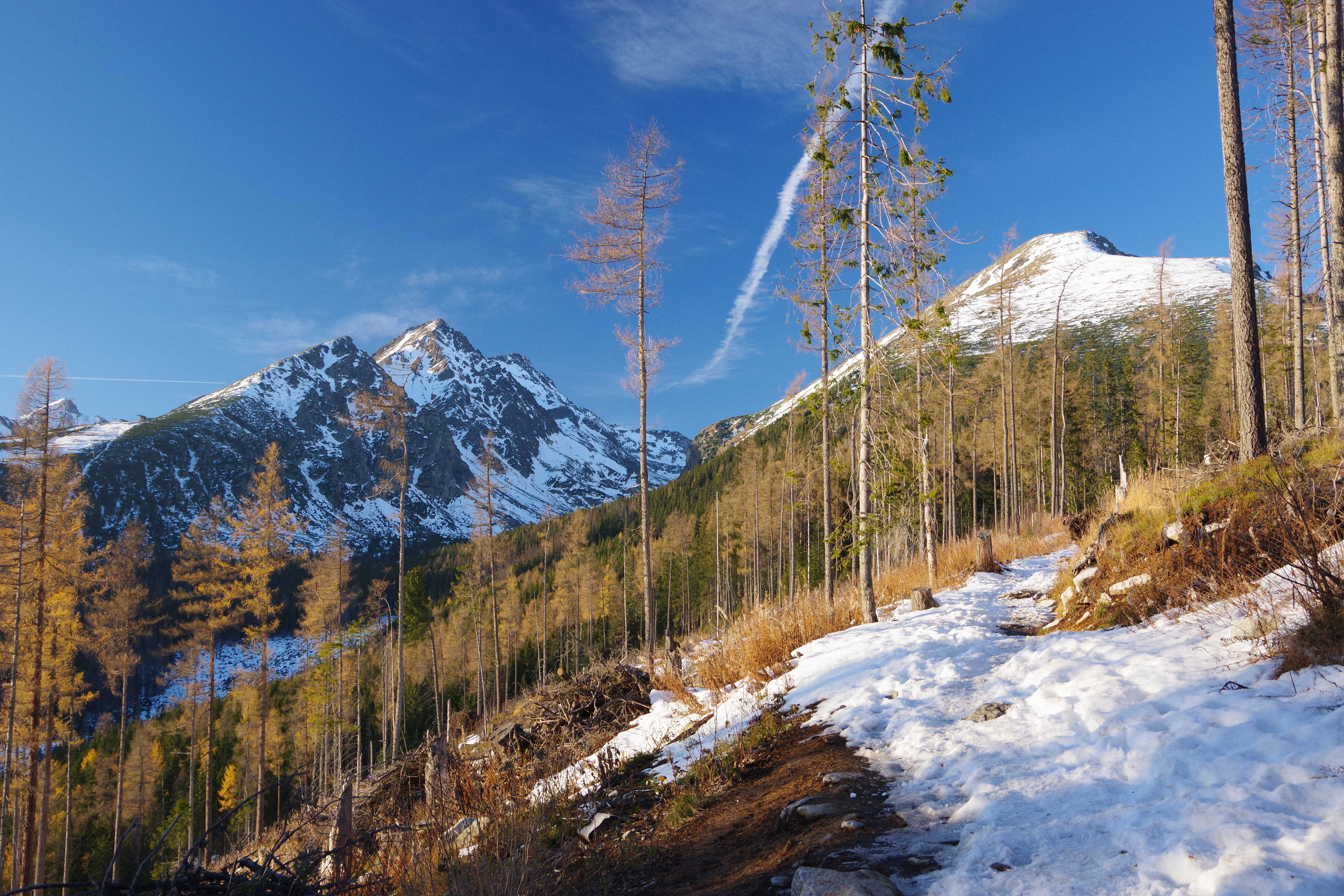 Скачати мобільні шпалери Гора, Сосни, Сніг, Дерева, Природа, Пейзаж безкоштовно.