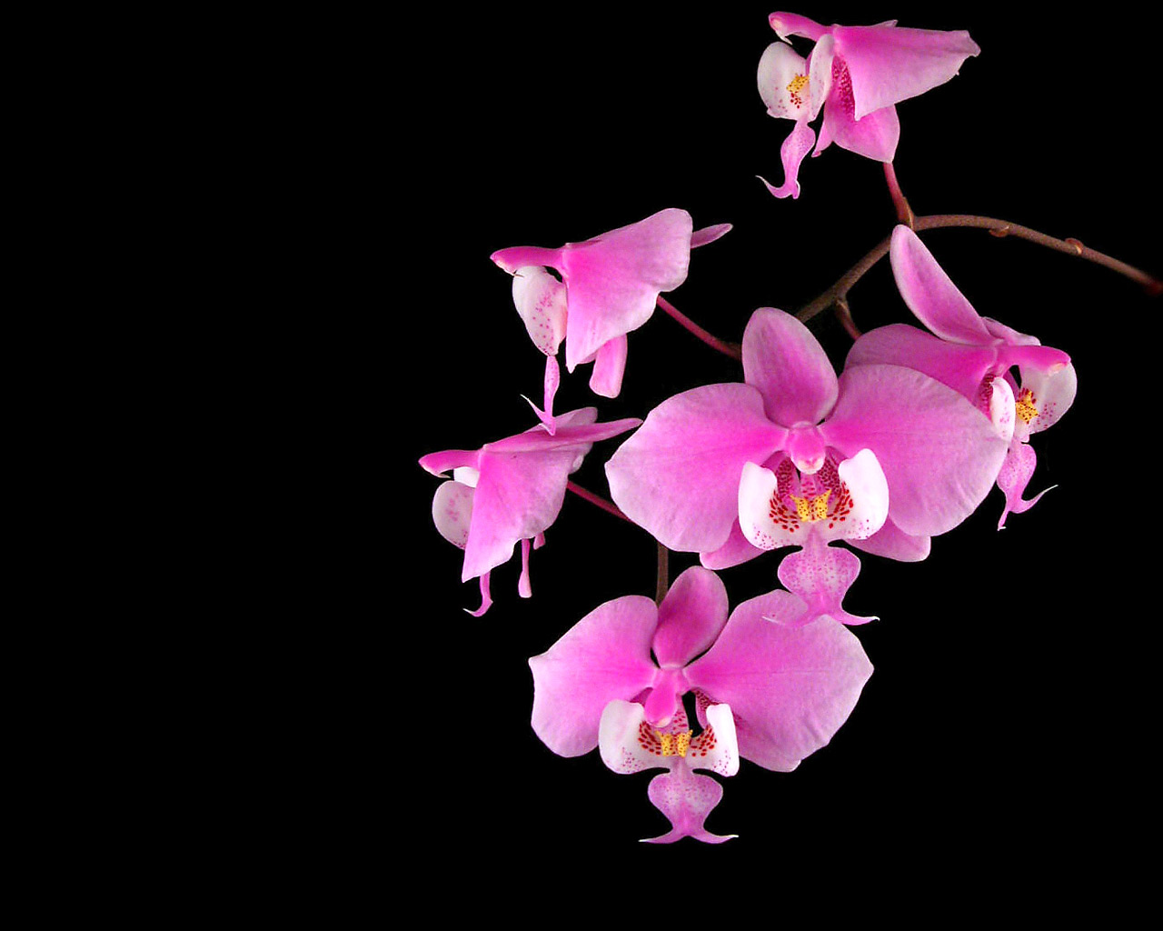 orchid, flower, earth