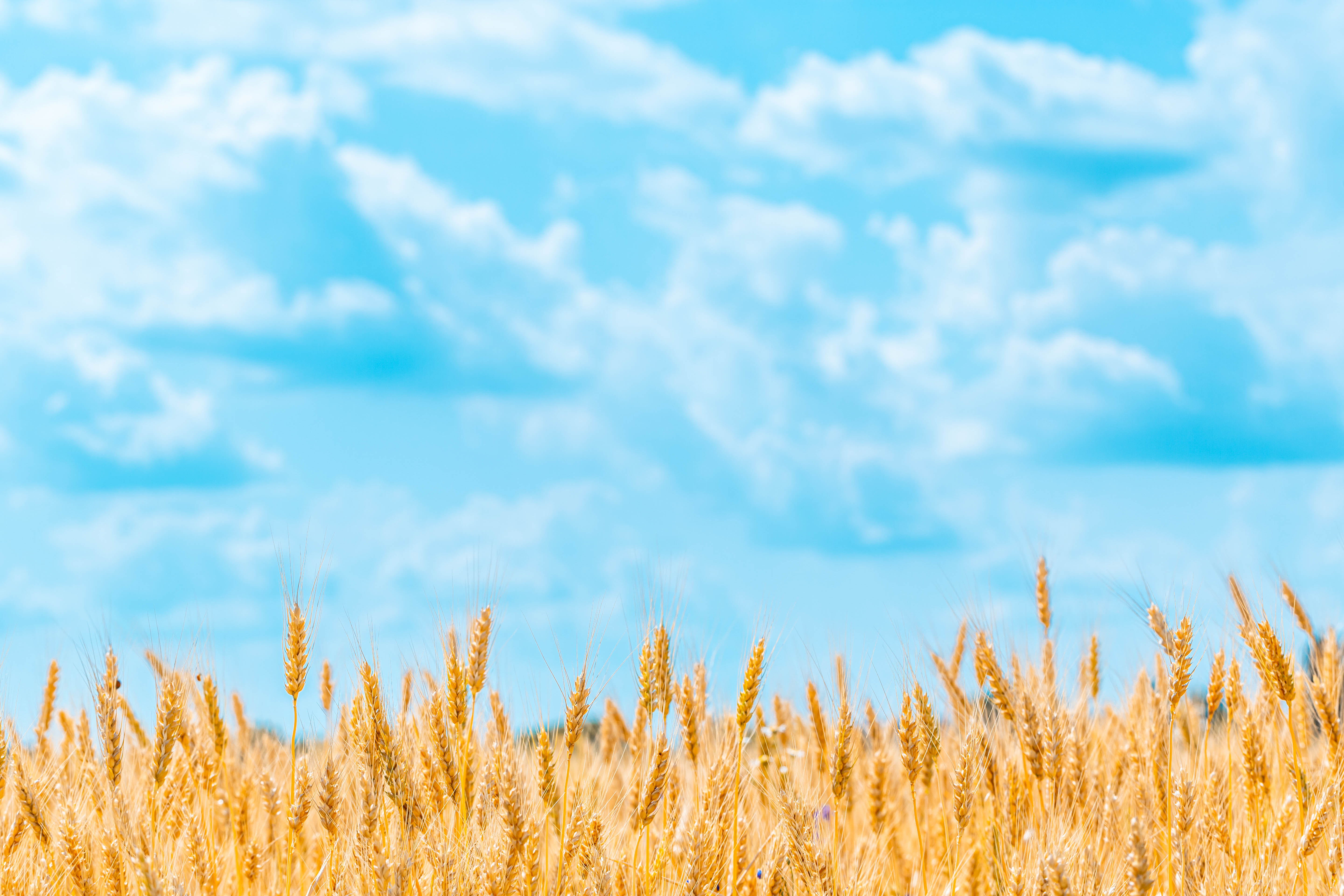wheat, spikelets, nature, sky, cones, clouds, field