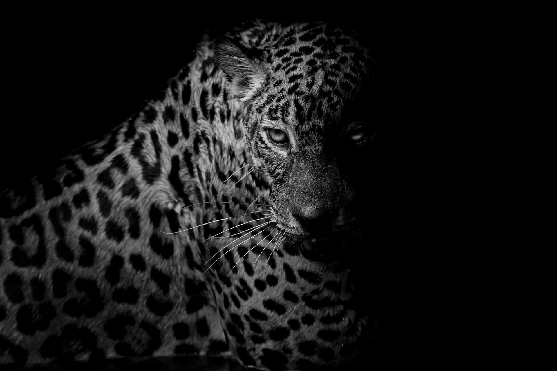374272 Hintergrundbild herunterladen tiere, leopard, schwarz weiß, katzen - Bildschirmschoner und Bilder kostenlos