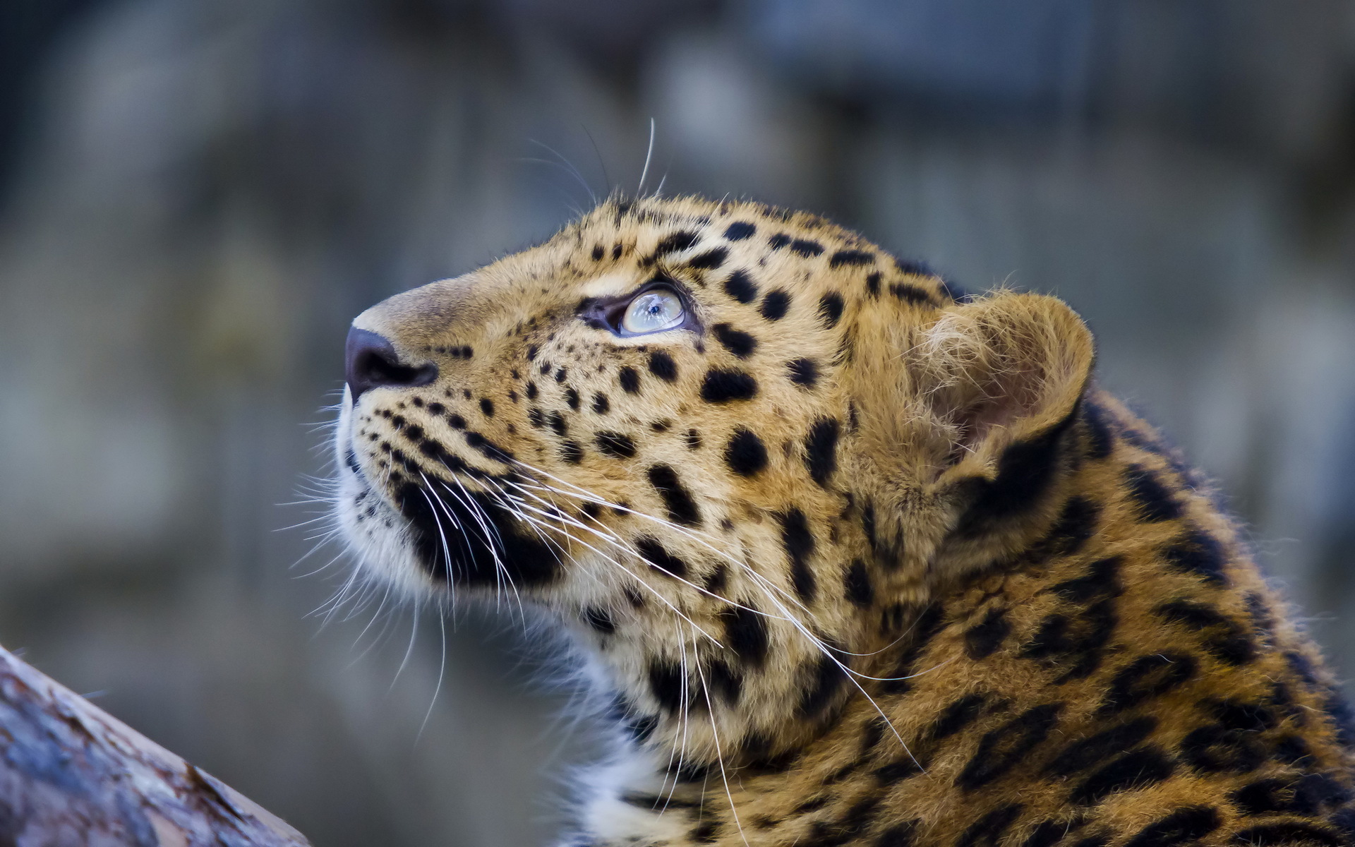 Красивый леопард