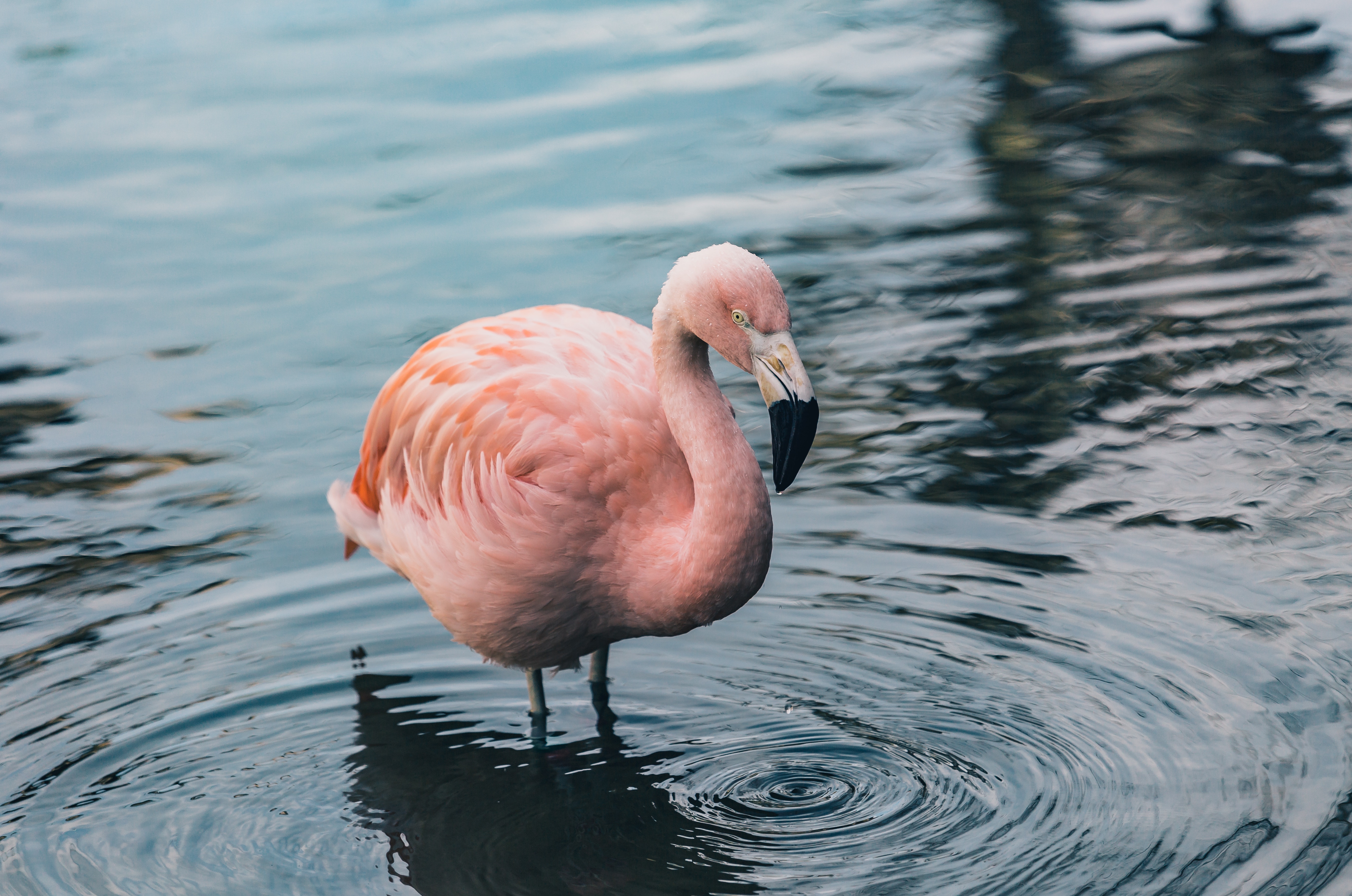 Download mobile wallpaper Flamingo, Animals, Bird, Water for free.