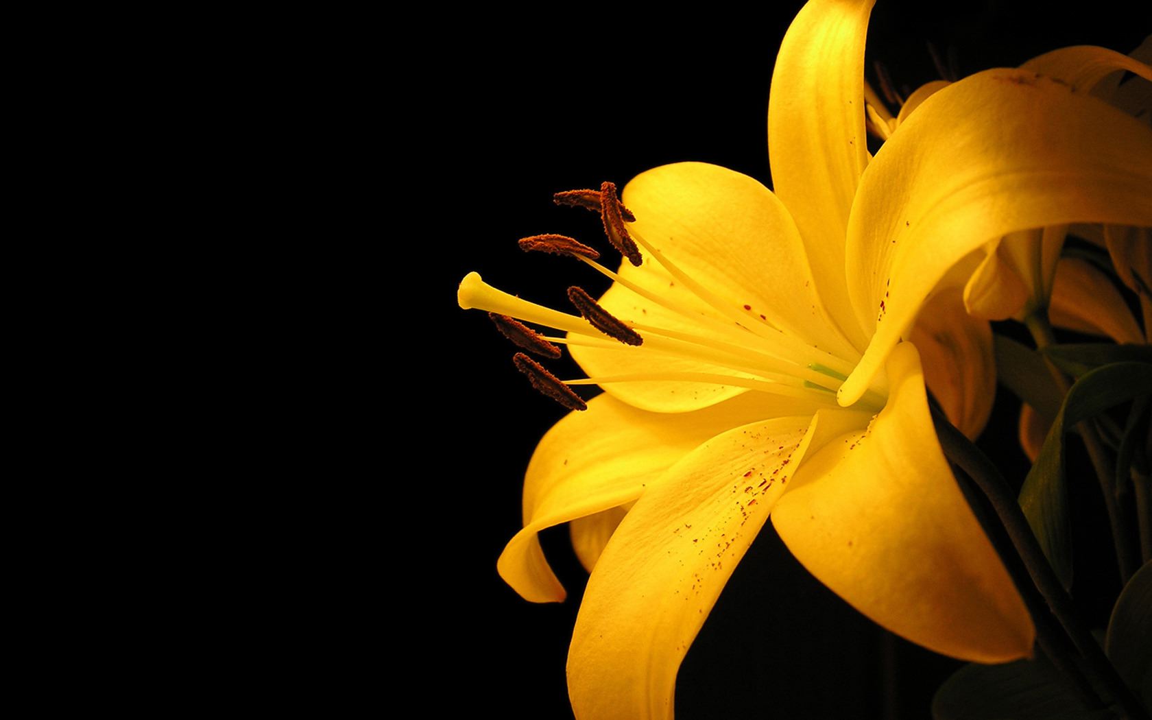 yellow flower, flowers, earth, lily