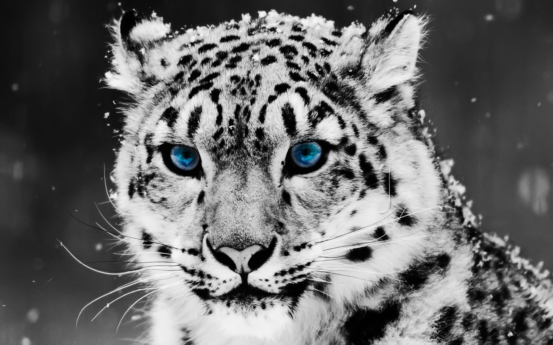 snow leopard, animals, gray download HD wallpaper