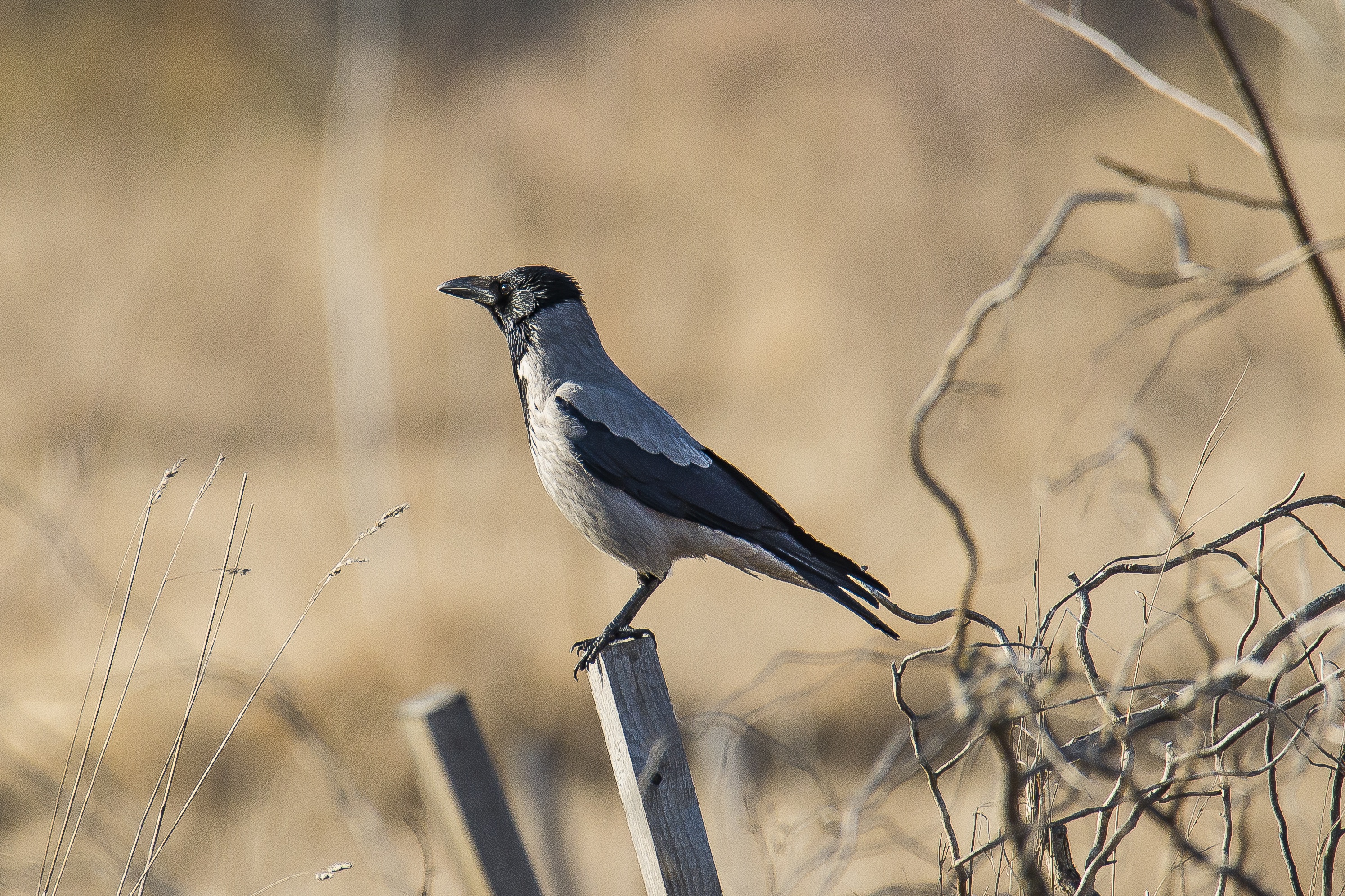 Download mobile wallpaper Animal, Crow, Hooded Crow for free.