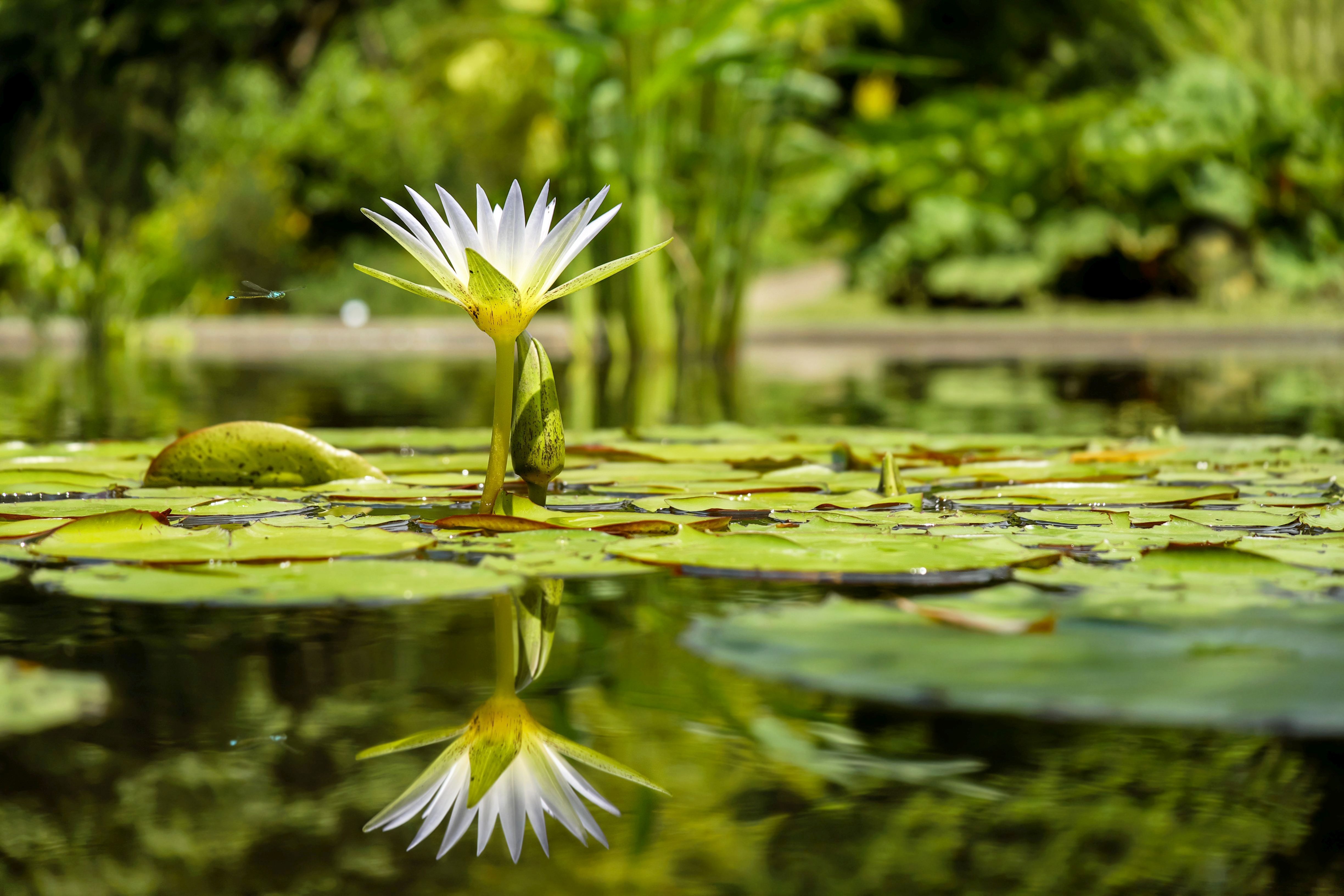 android water lily, nature, white flower, earth, flower, lily pad, reflection, flowers