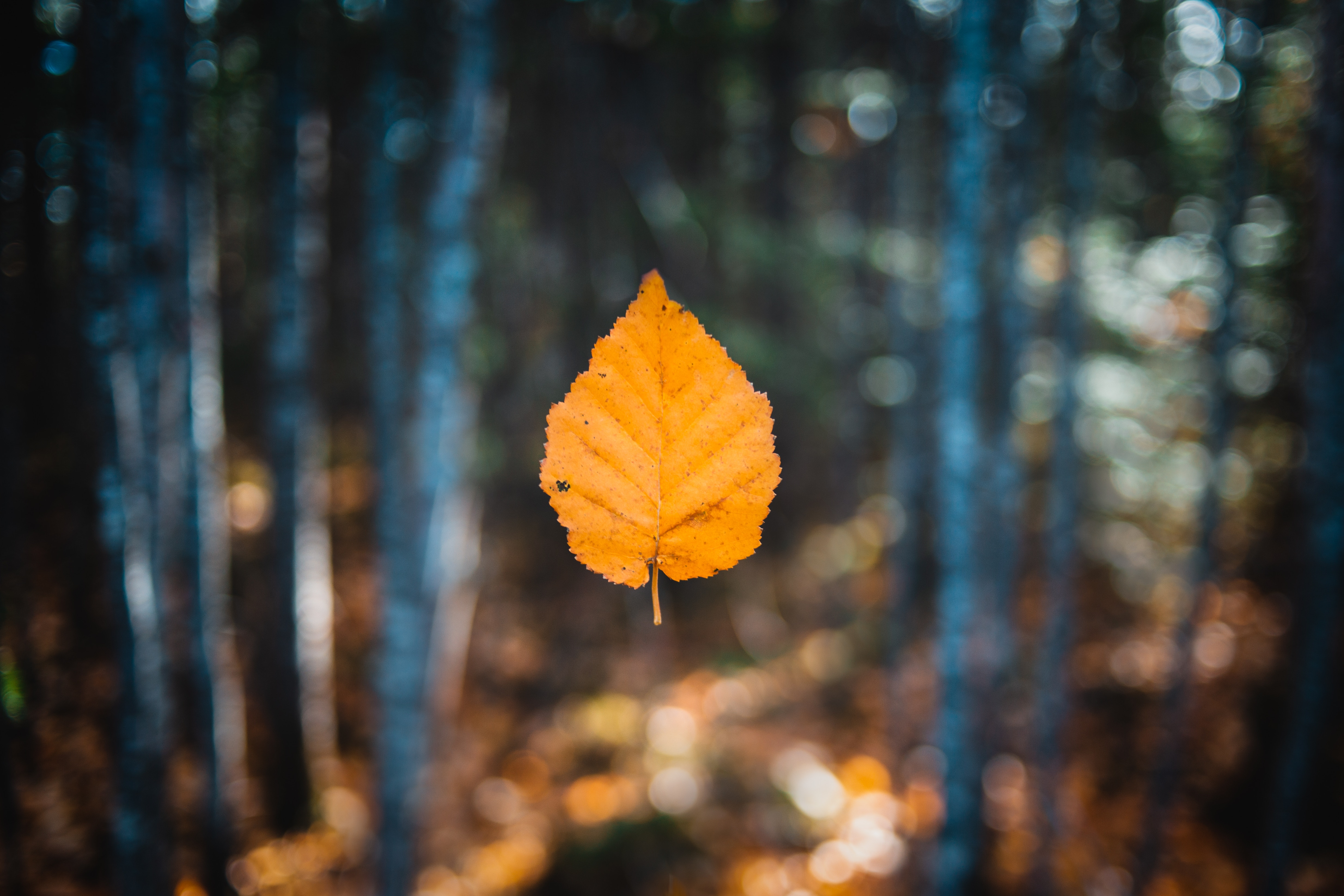 smooth, autumn, macro, blur, sheet, leaf, levitation 1080p