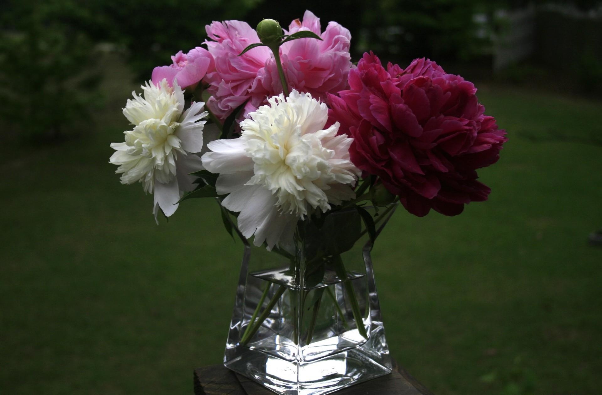 flowers, peonies, close up, bouquet, vase