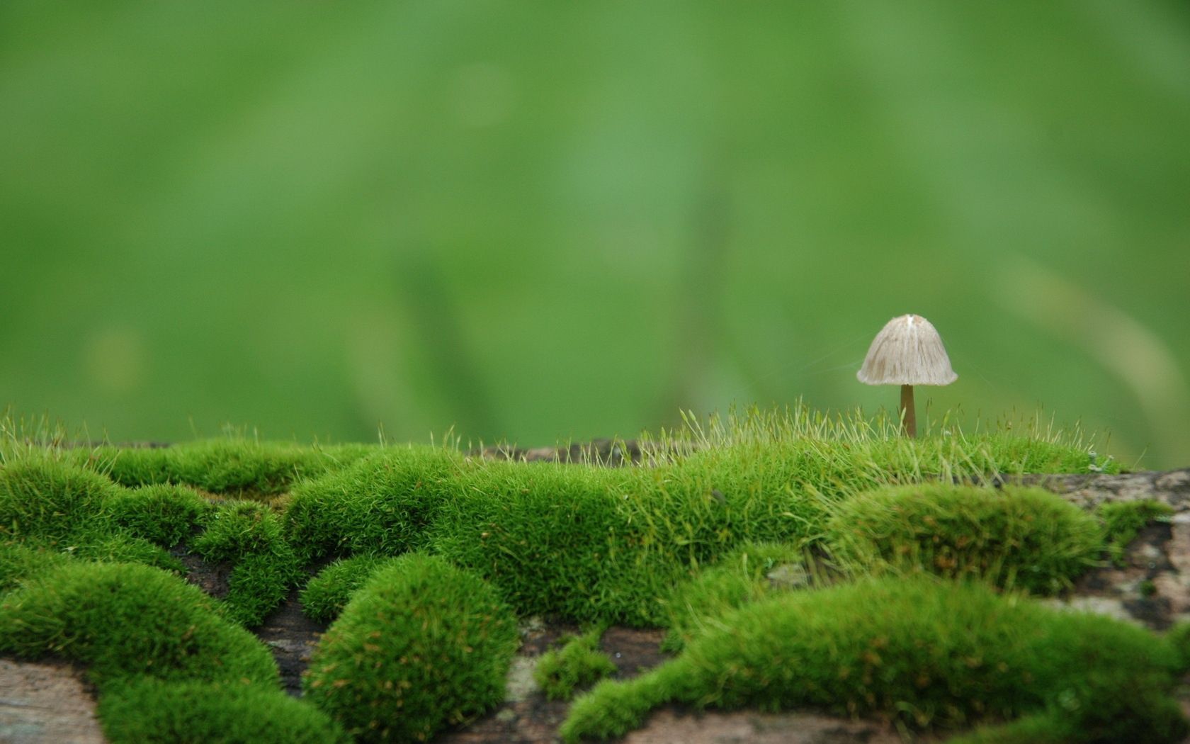 HD wallpaper blur, mushroom, green, nature, moss