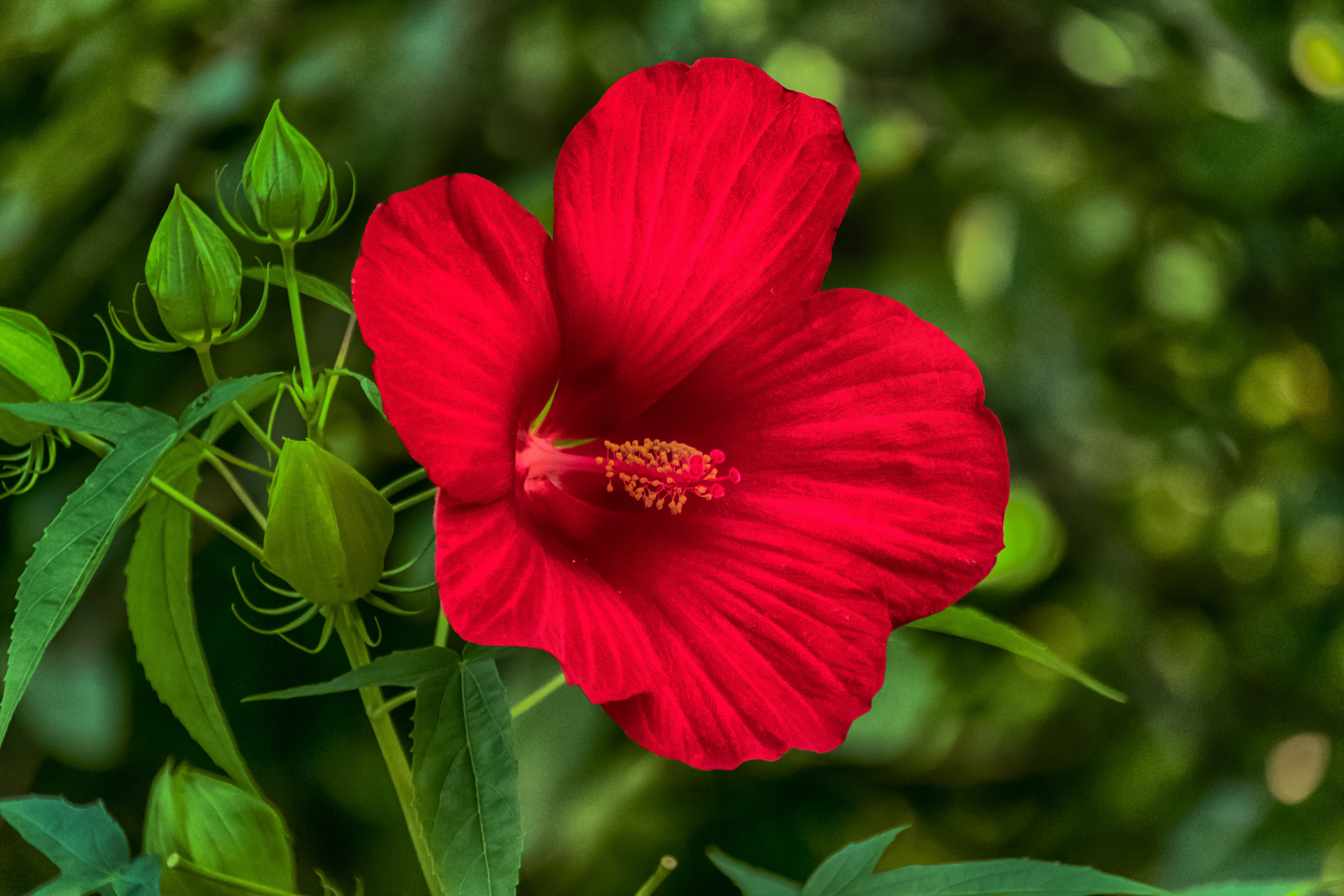 Download mobile wallpaper Flowers, Flower, Earth, Hibiscus, Red Flower for free.