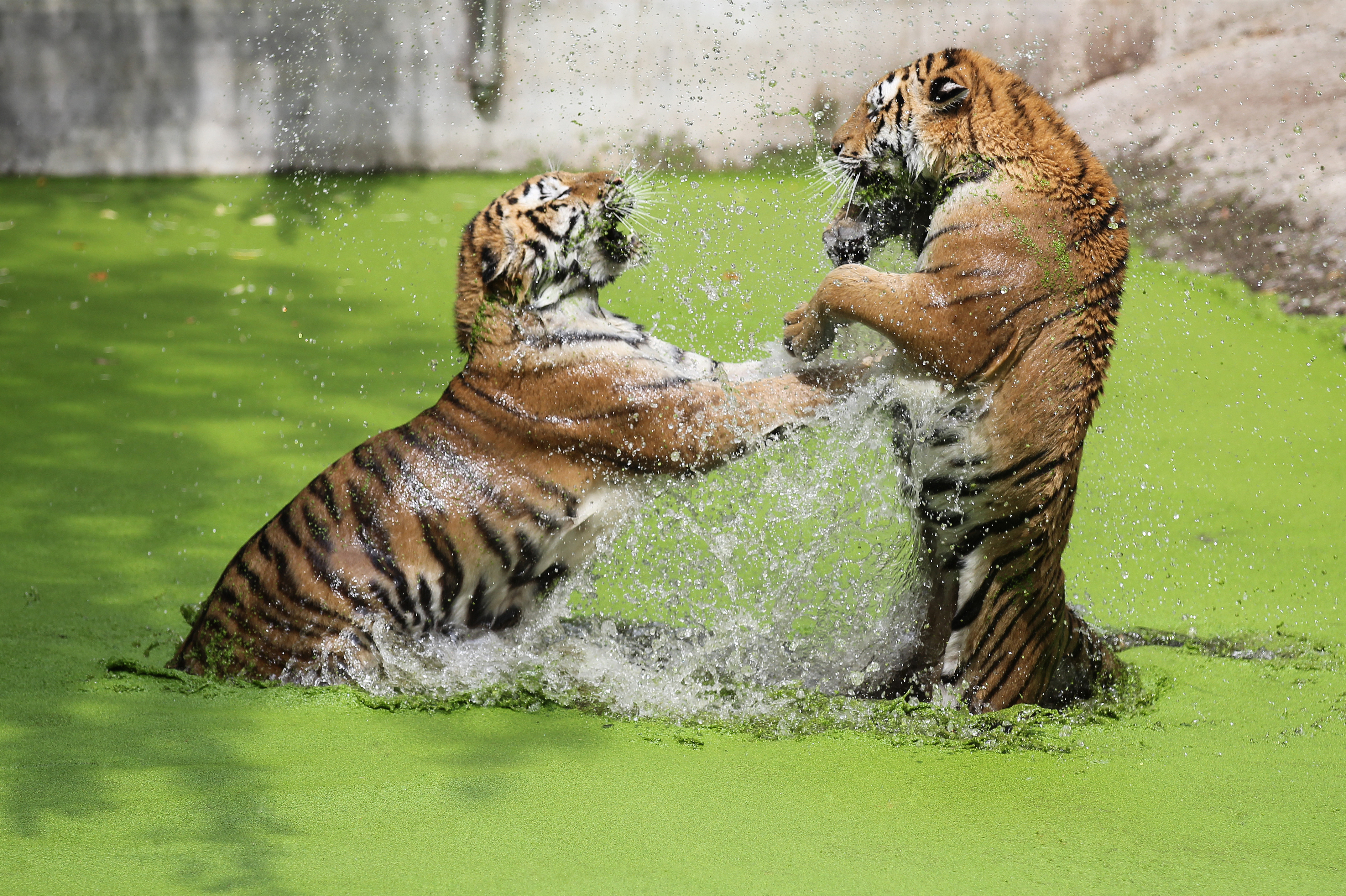 animal, tiger, playing, cats HD wallpaper