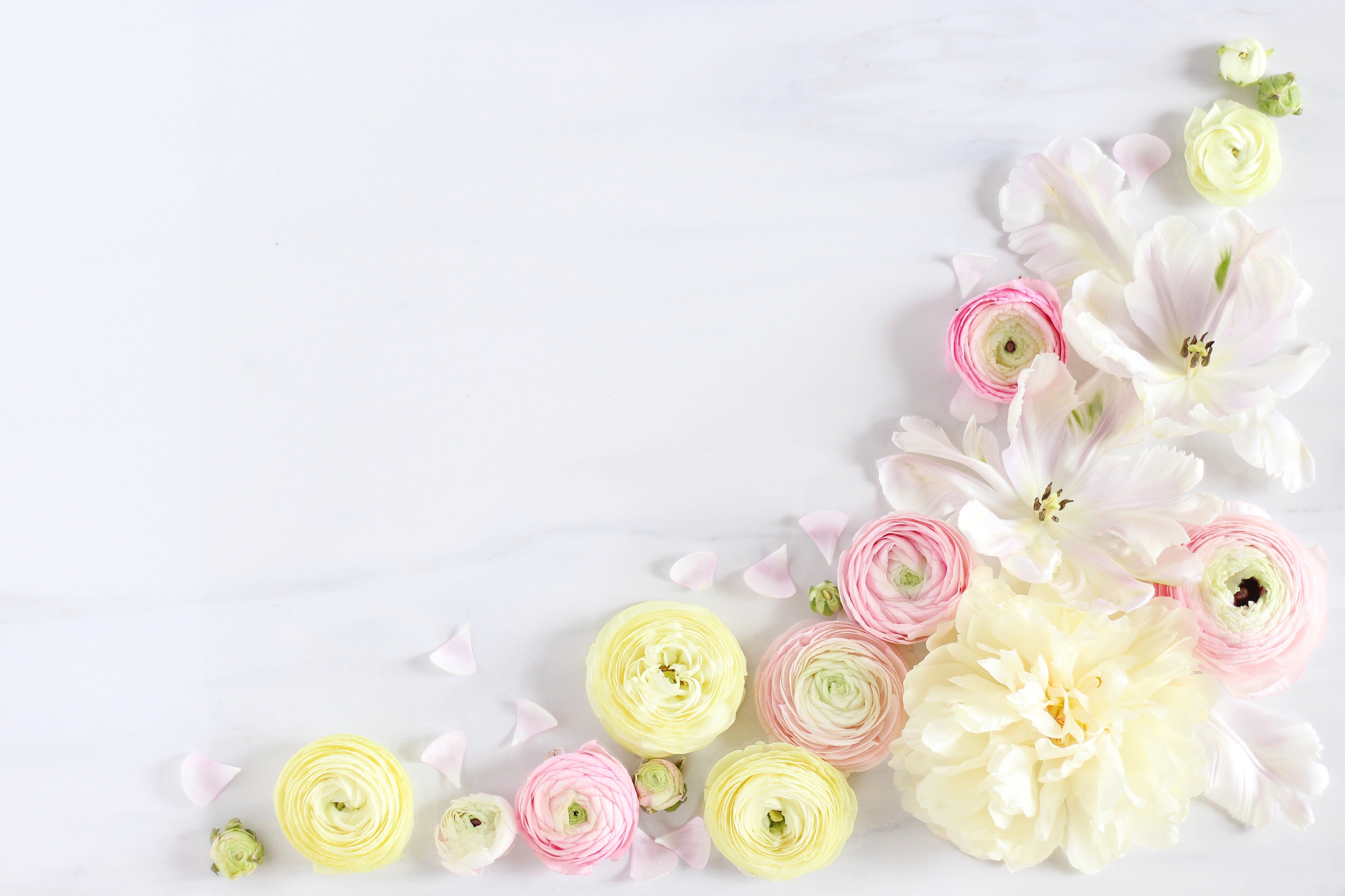 411366 télécharger le fond d'écran renoncule, fleur blanche, artistique, fleur, fleur rose, fleur jaune, fleurs - économiseurs d'écran et images gratuitement