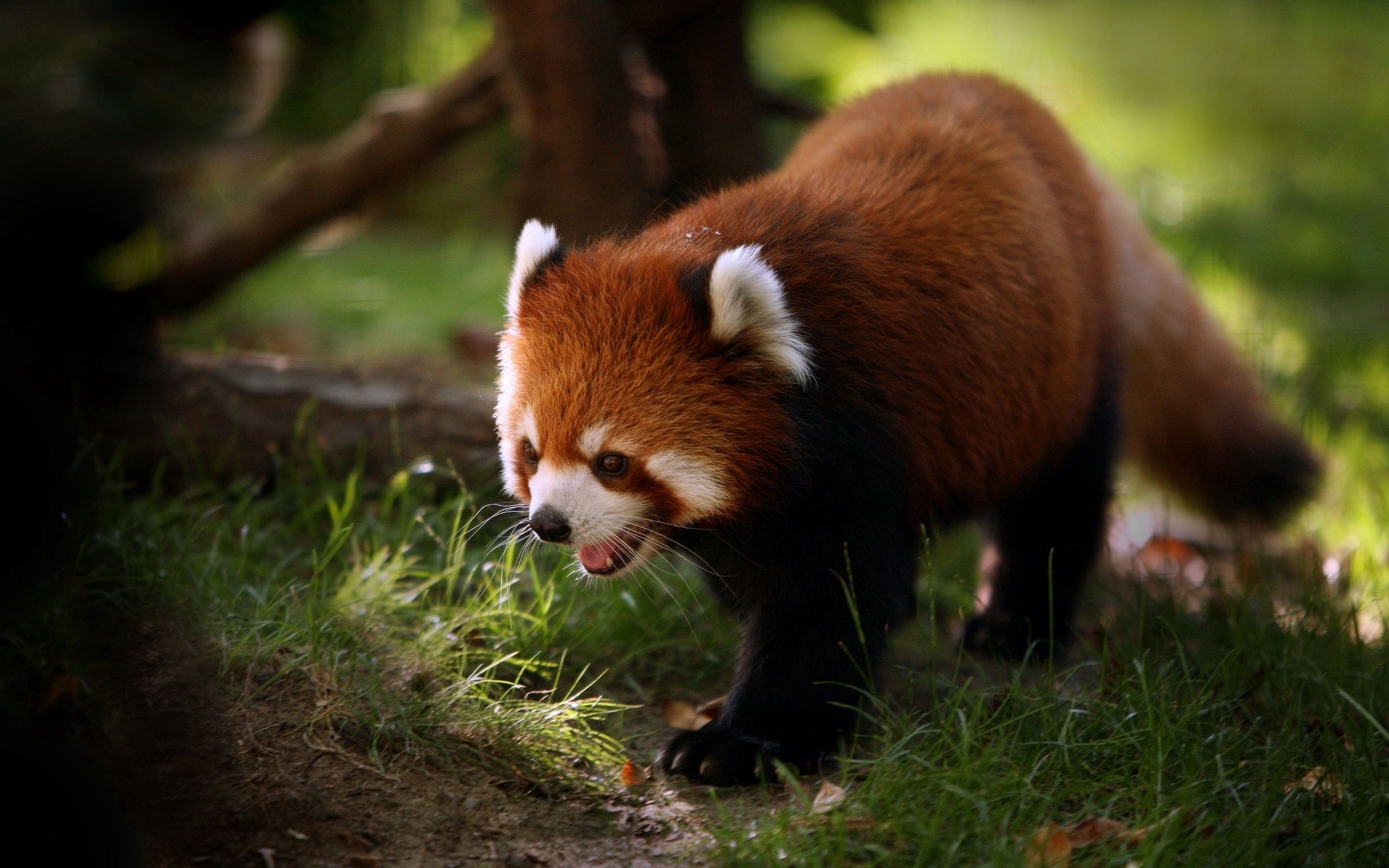 Download mobile wallpaper Wool, Animals, Muzzle, Stroll, Red Panda for free.