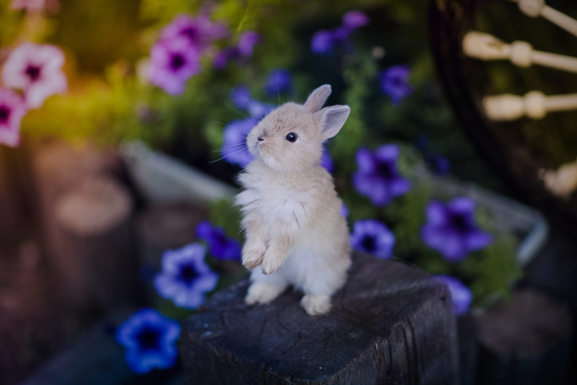 Самые Милые Кролики