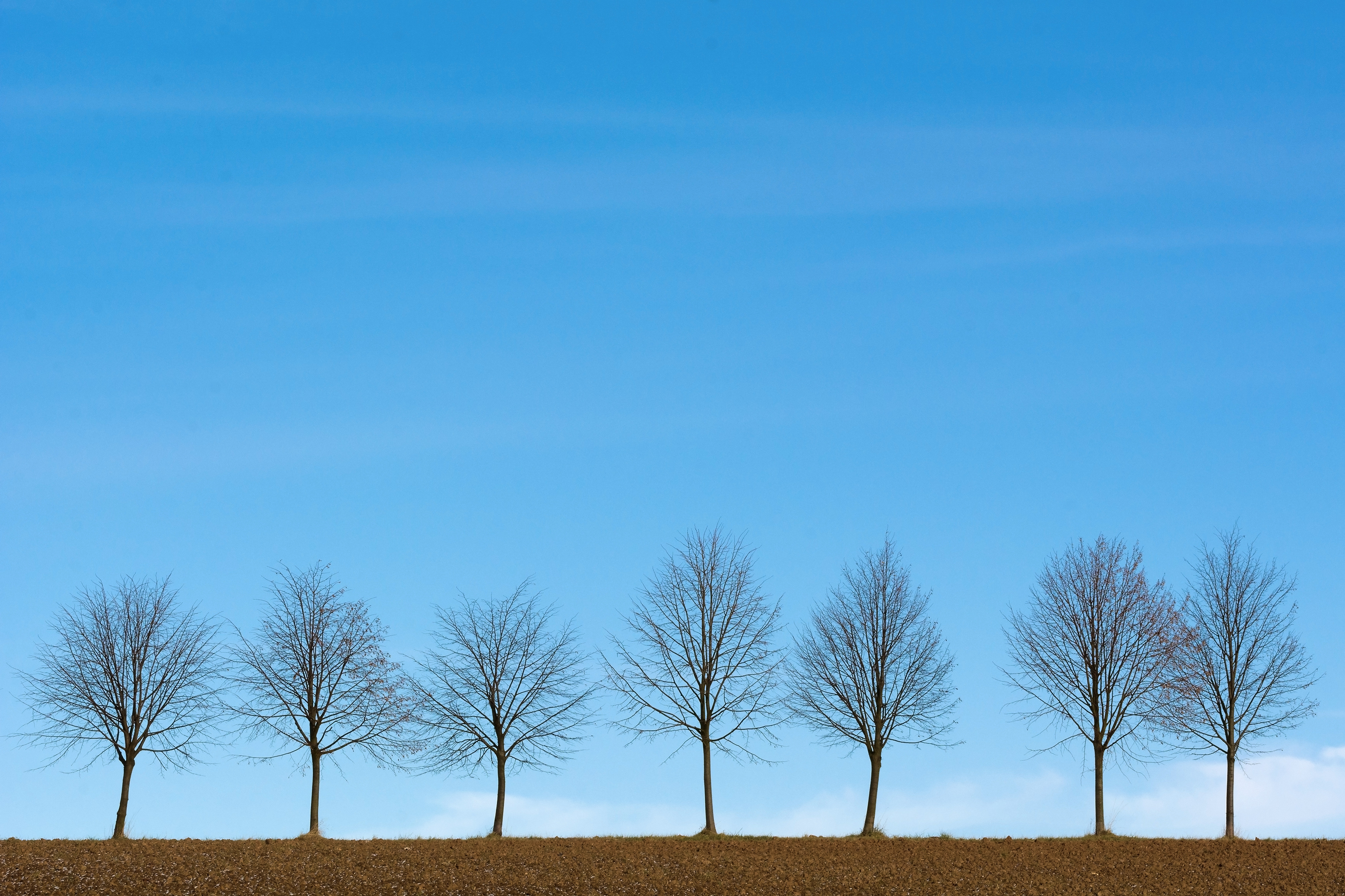 156155 descargar imagen minimalismo, horizonte, árboles, cielo: fondos de pantalla y protectores de pantalla gratis