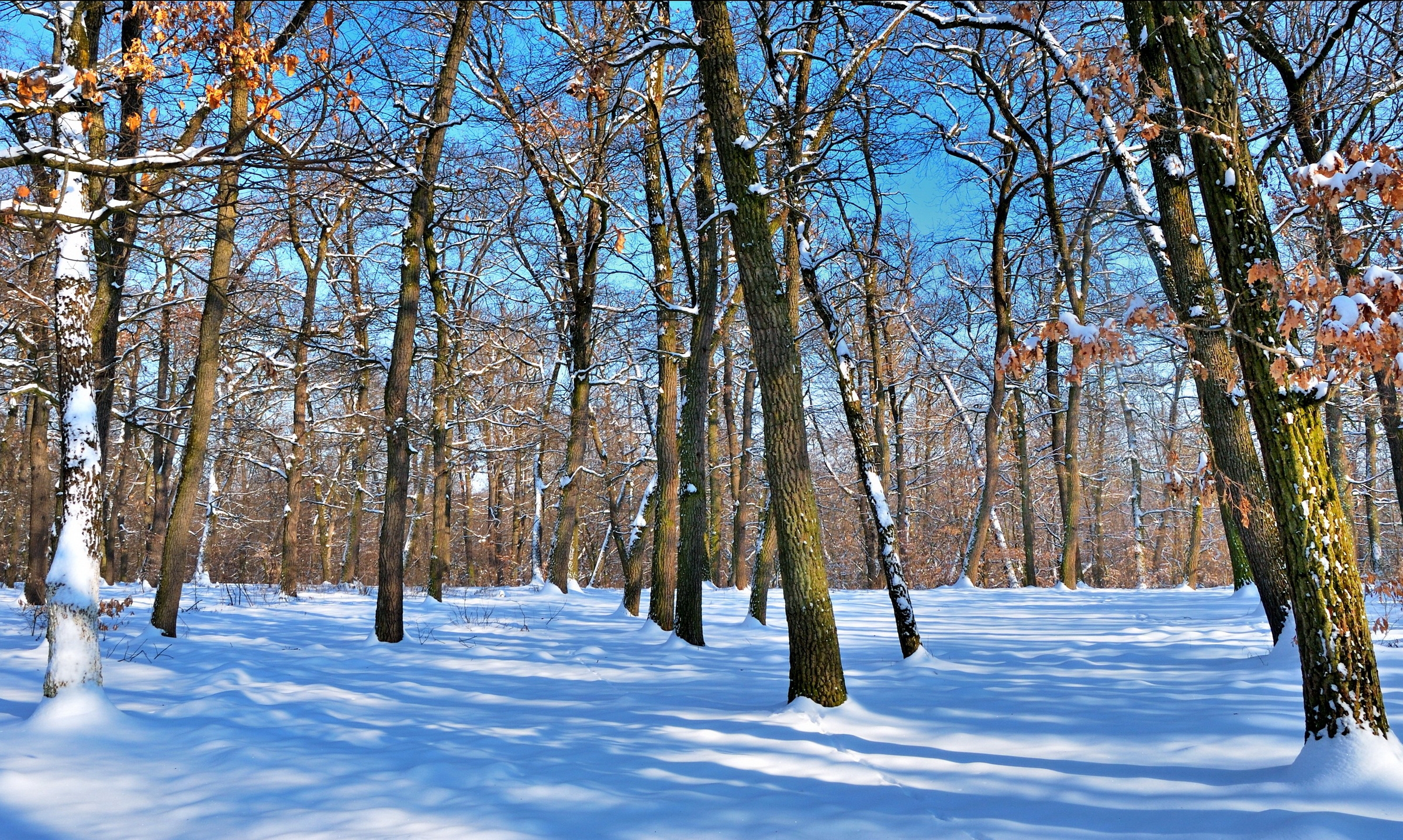 149776 Hintergrundbild herunterladen winter, natur, bäume, sky, schnee, der park, park, schatten, koffer, trunks, nackt, klar, ich verstehe - Bildschirmschoner und Bilder kostenlos