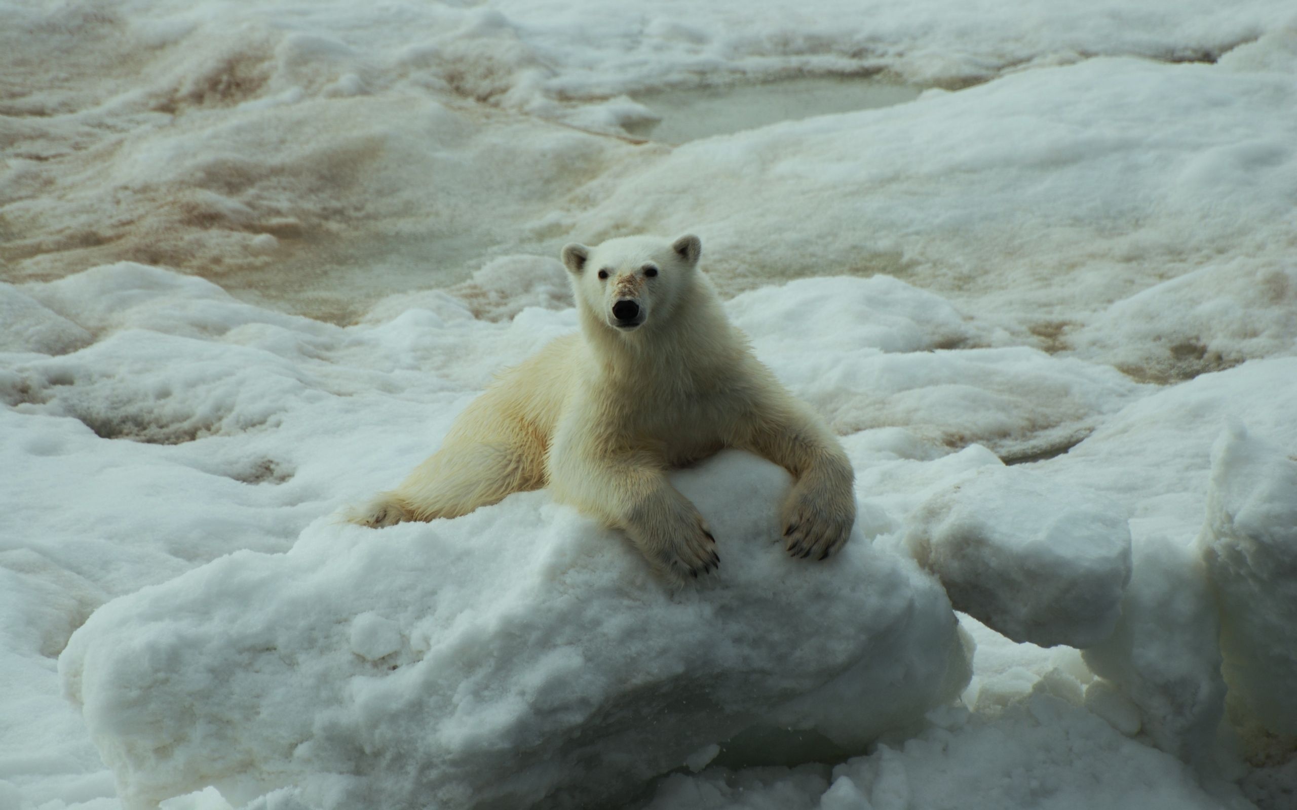 polar bear, animal, bears Phone Background