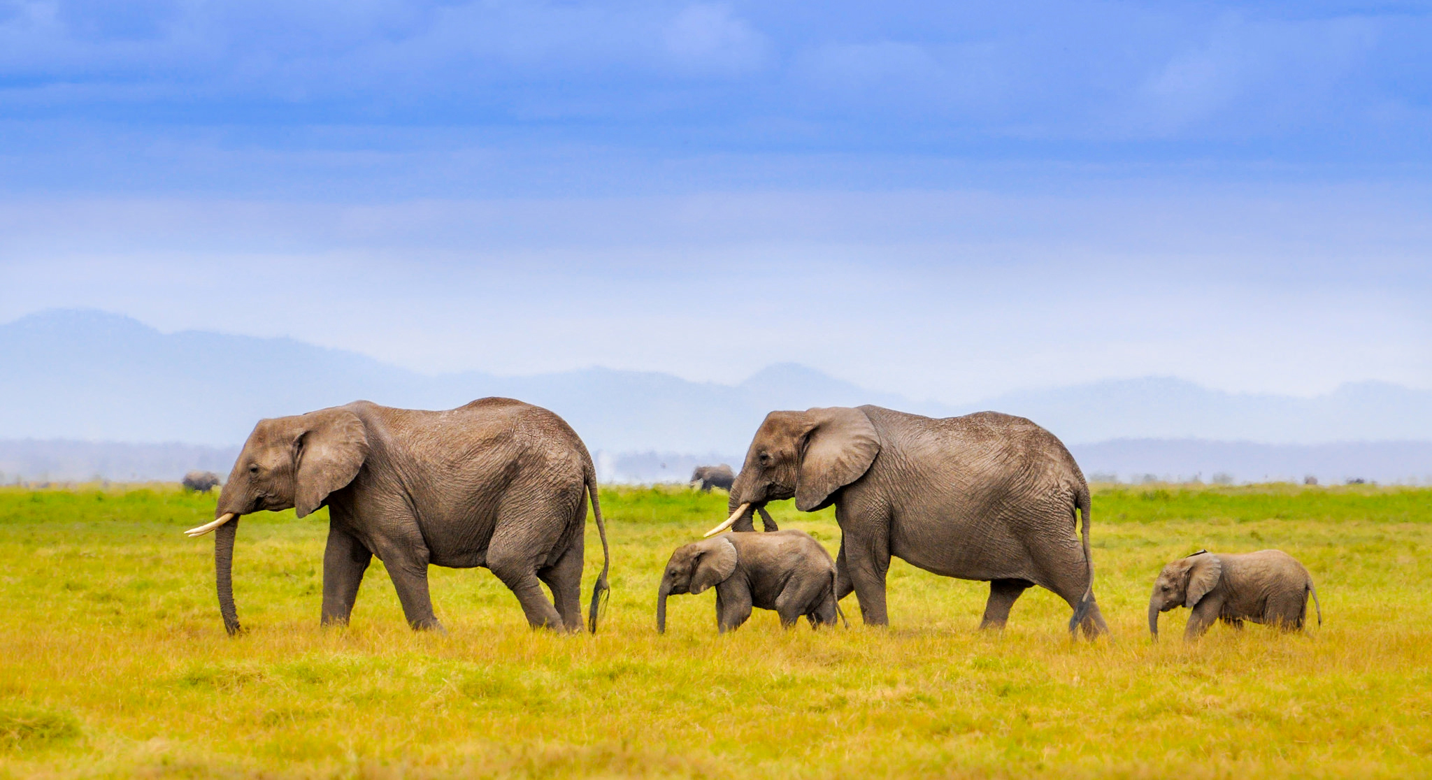 elephants, animal, african bush elephant, africa, grass, savannah FHD, 4K, UHD