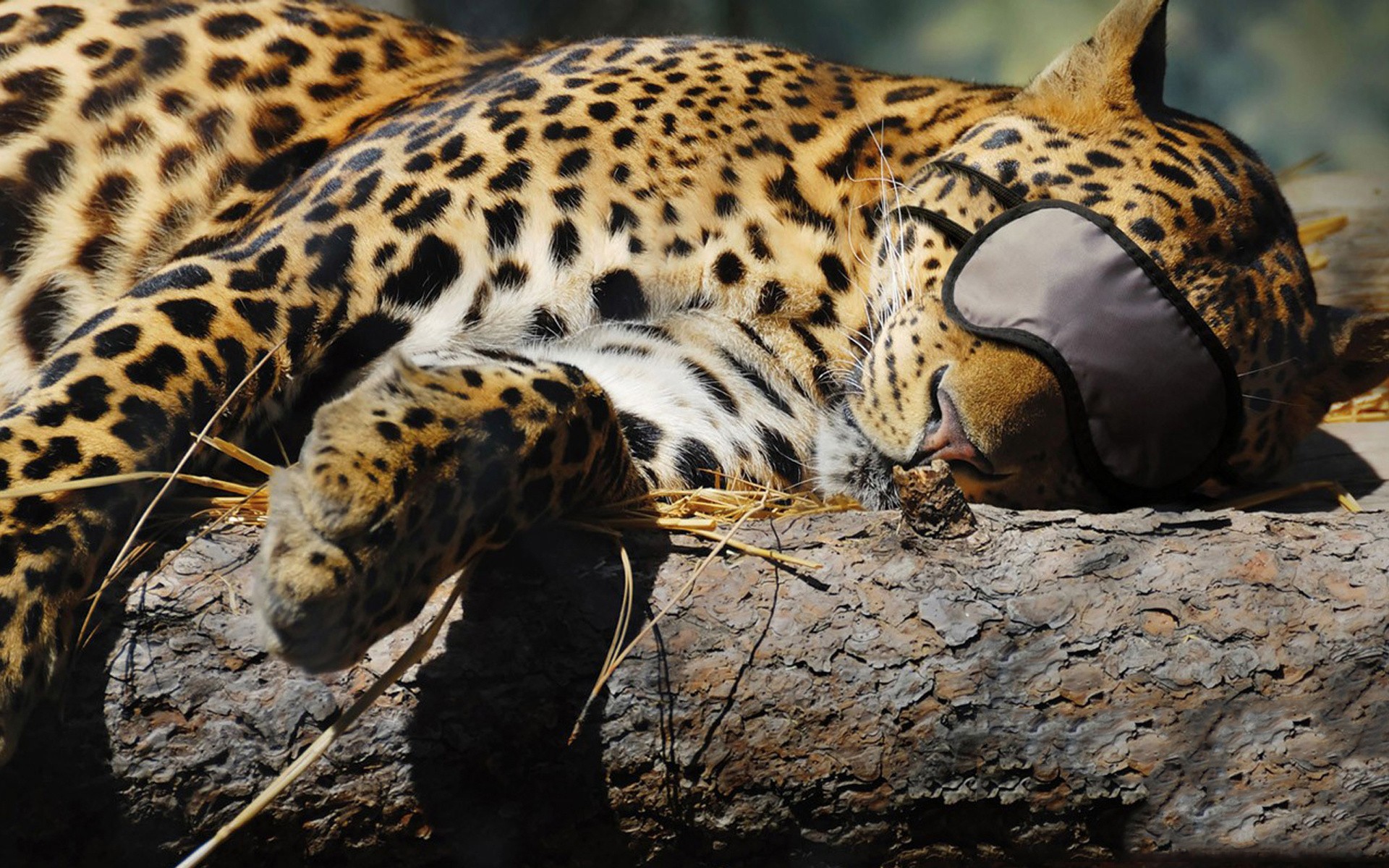 Леопард спит