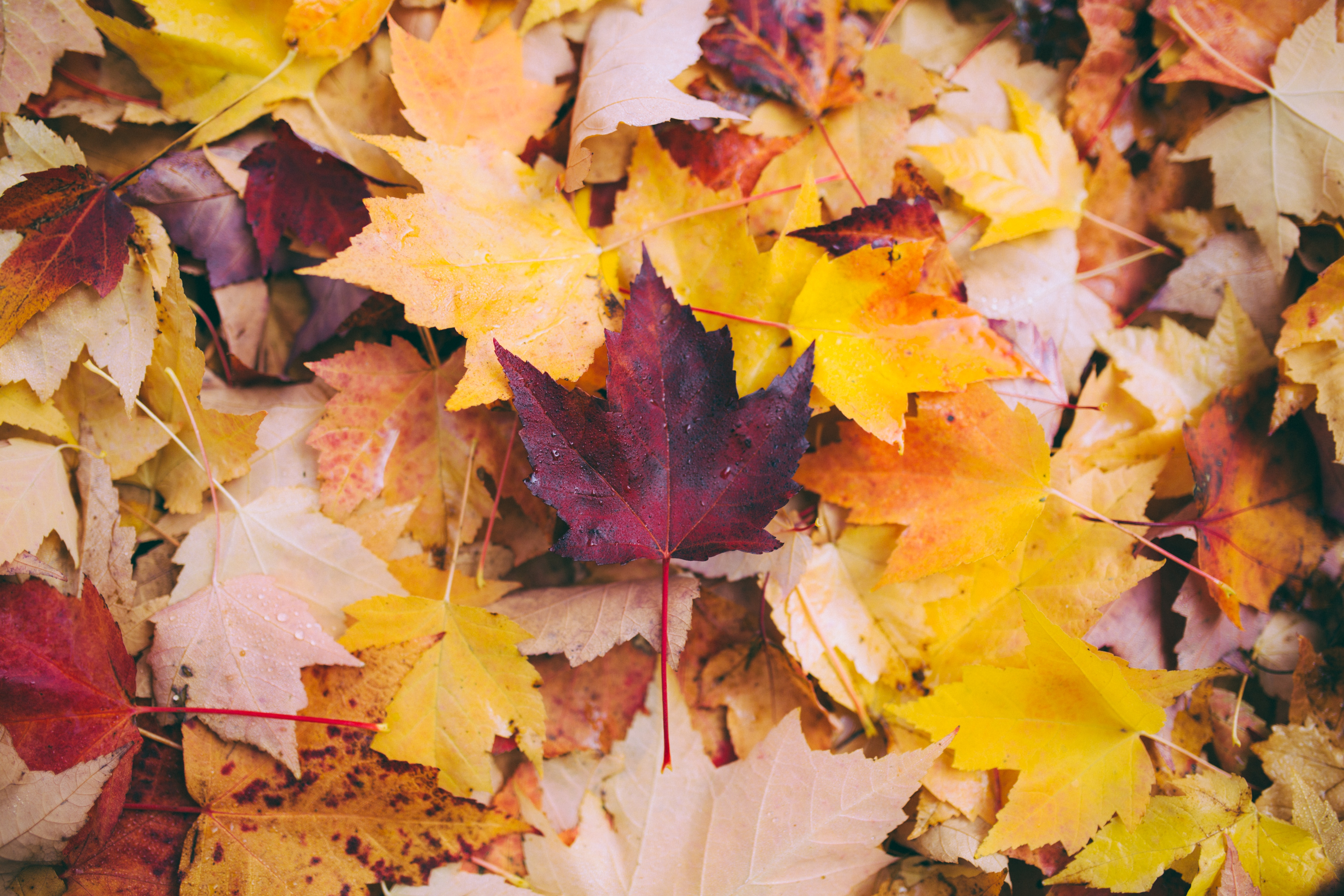 Download mobile wallpaper Fallen, Leaves, Nature, Maple, Autumn for free.