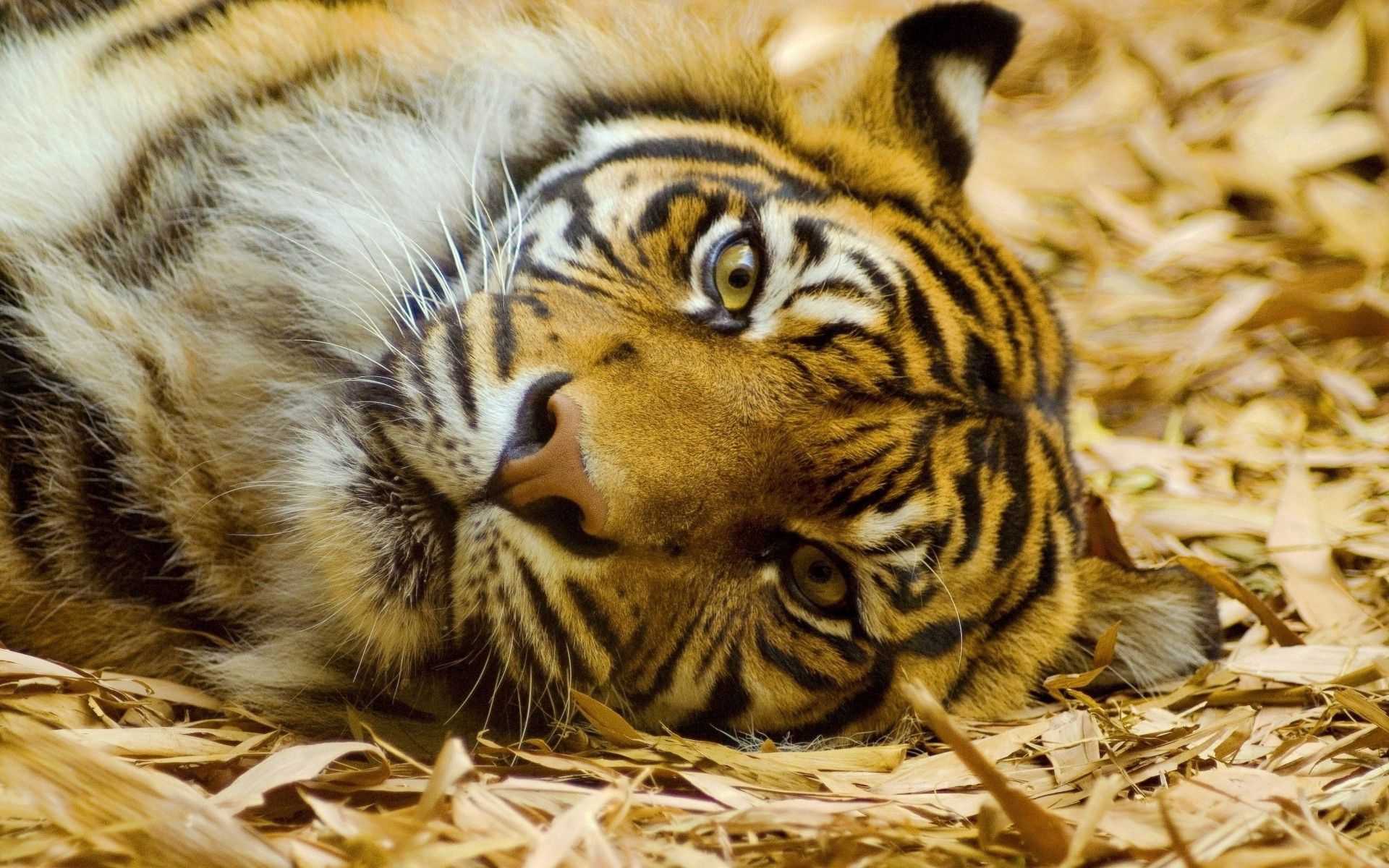 105733 скачать обои животные, лежит, морда, большая кошка, взгляд, тигр - заставки и картинки бесплатно