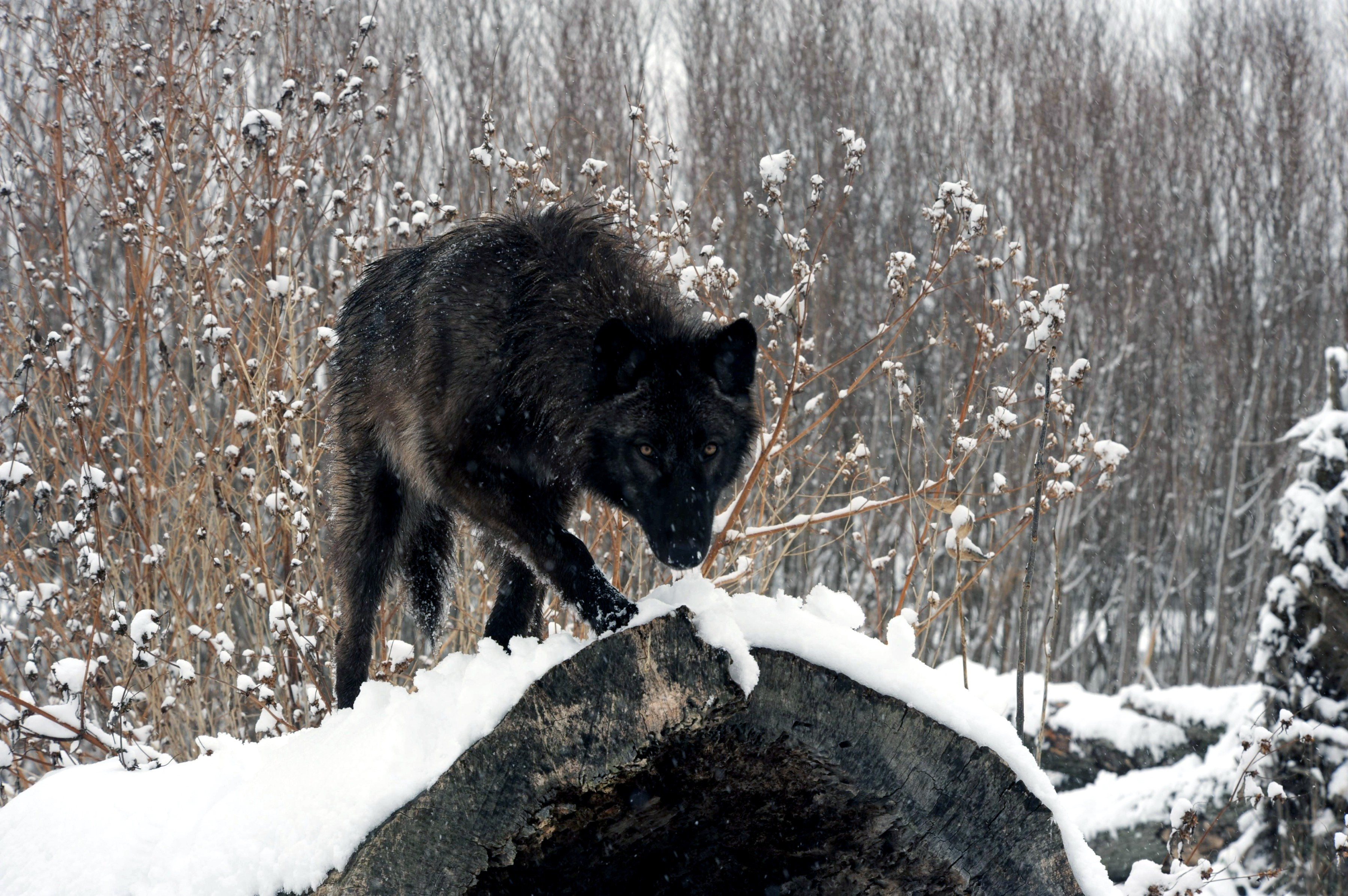 wolf, animal, wolves, snow 5K