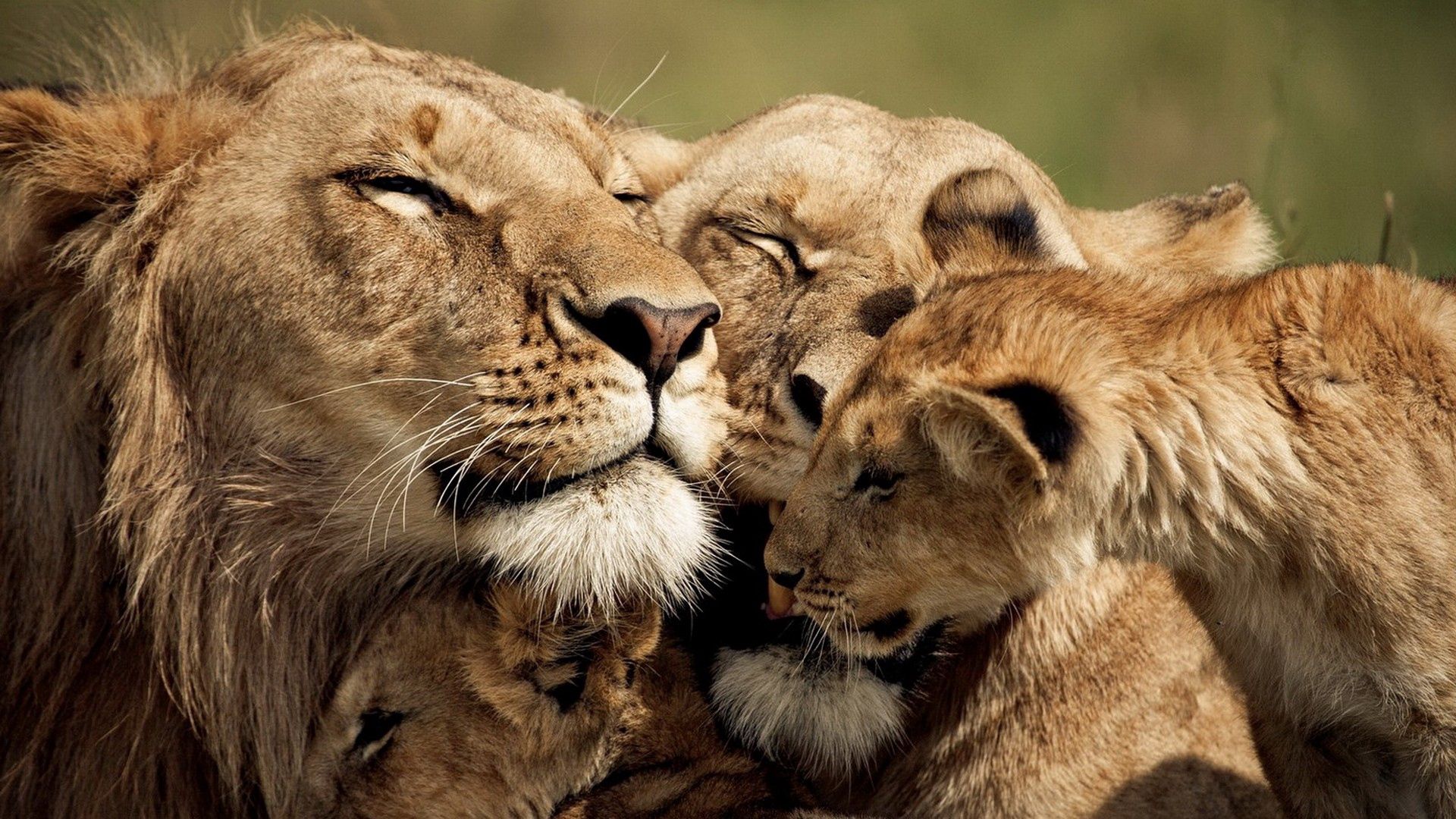 lions, animals, young, care, joey, tenderness, cute