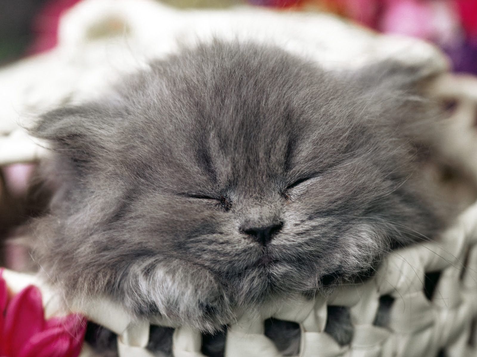 Download mobile wallpaper Sleep, Kitty, Dream, Animals, Muzzle, Kitten for free.