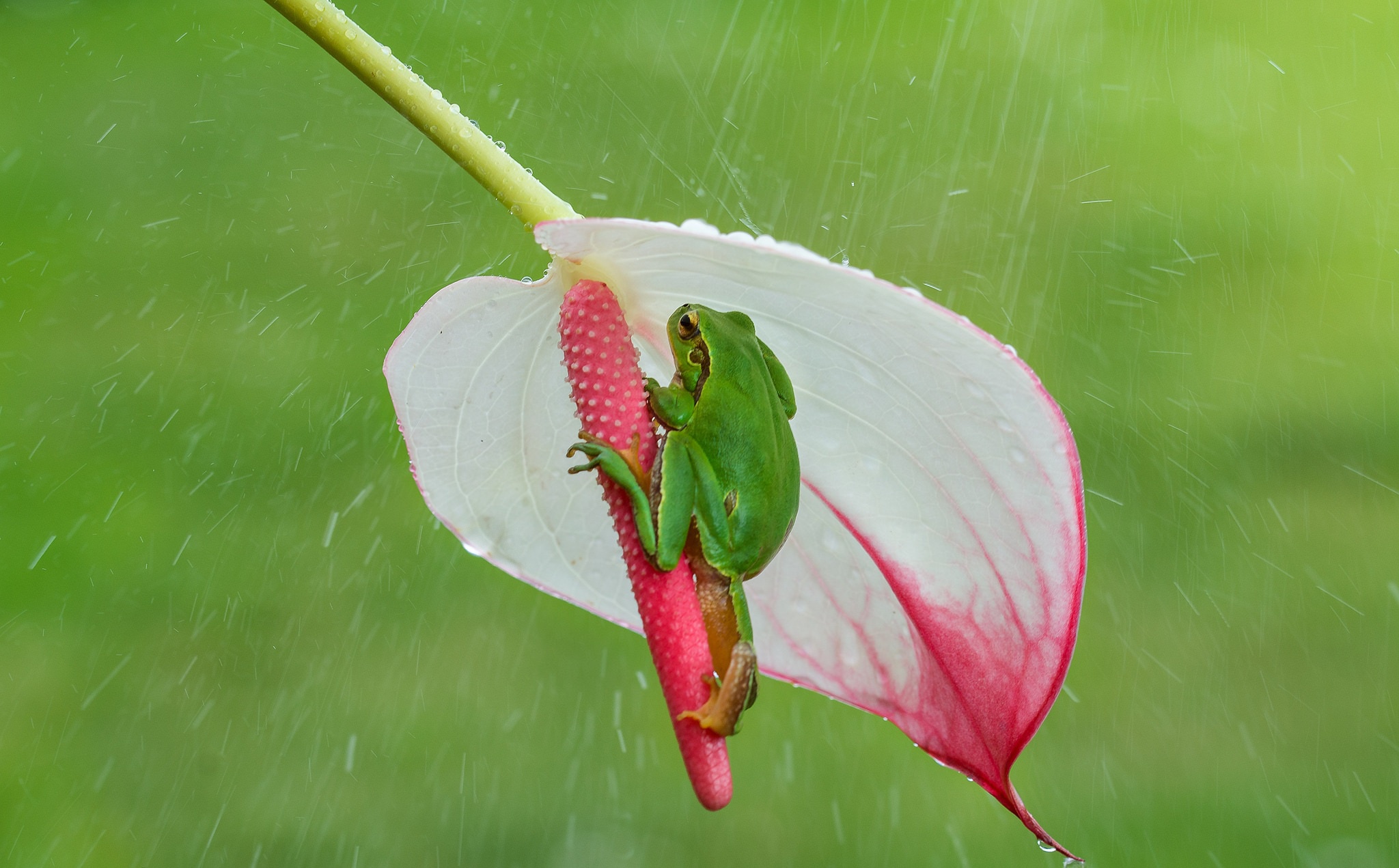 animal, frog, amphibian, anthurium, close up, flower, rain, frogs