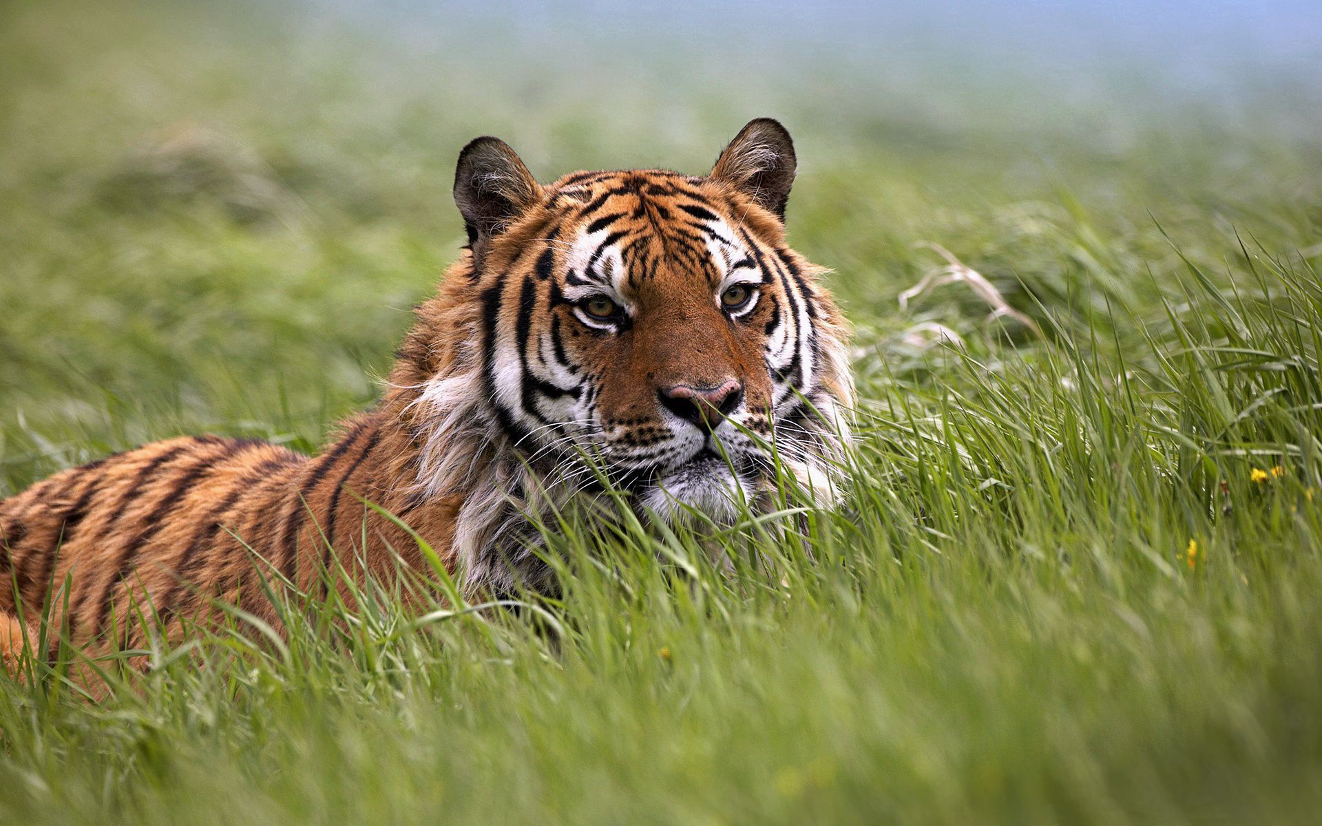 Download mobile wallpaper Grass, Muzzle, Hide, Animals, Tiger for free.