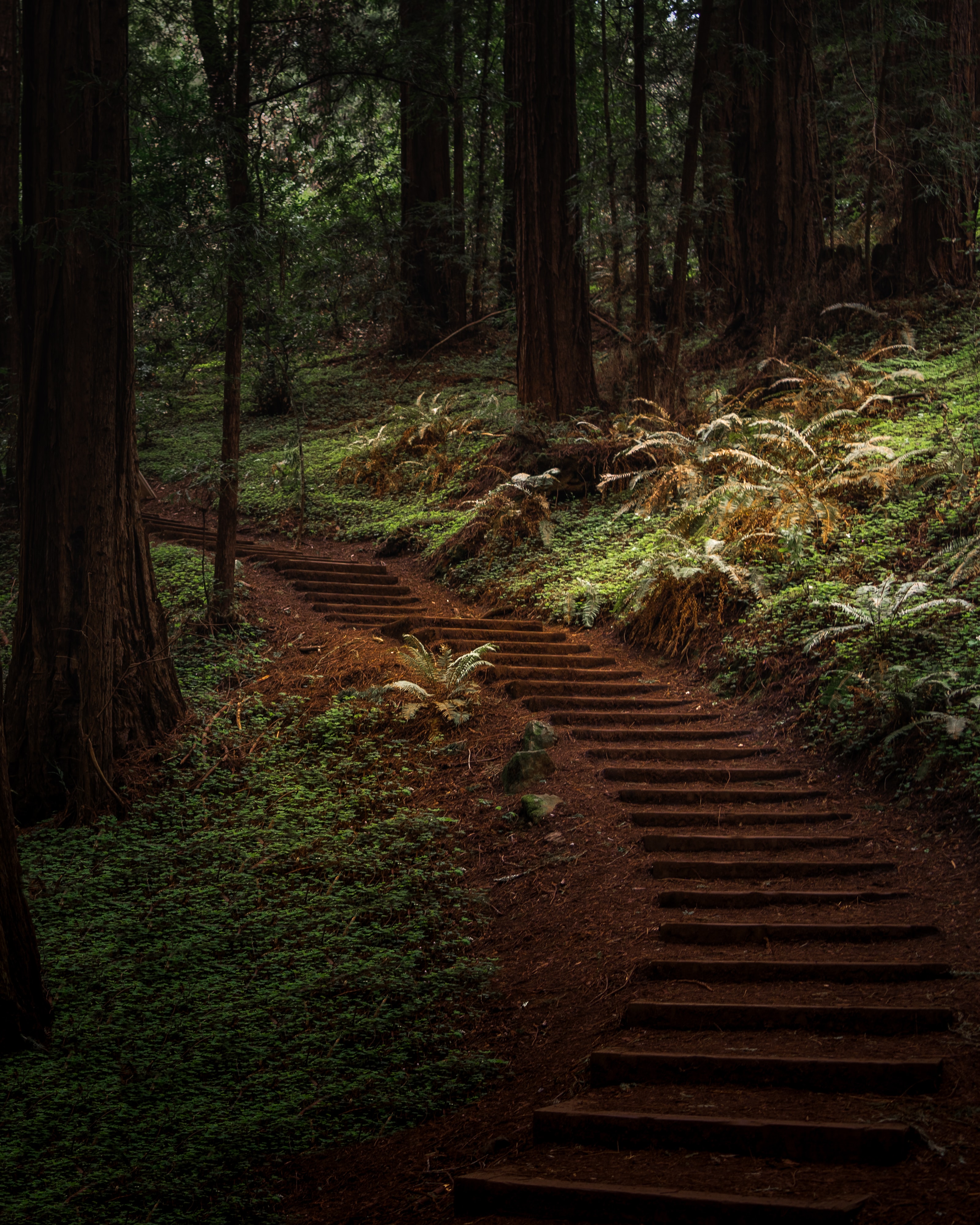 path, nature, trees, forest, greens, trail UHD