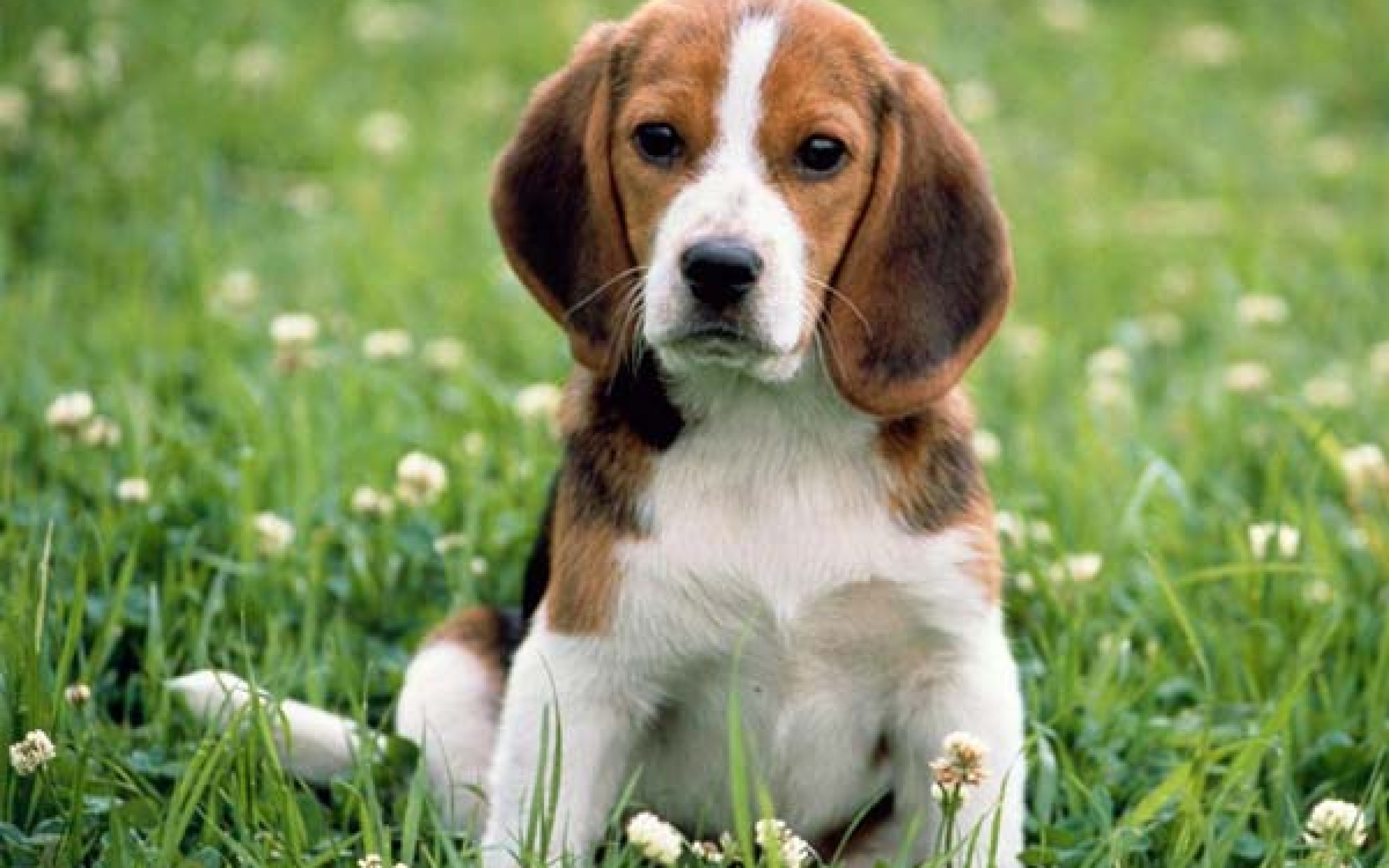 animal, beagle, cute, dogs