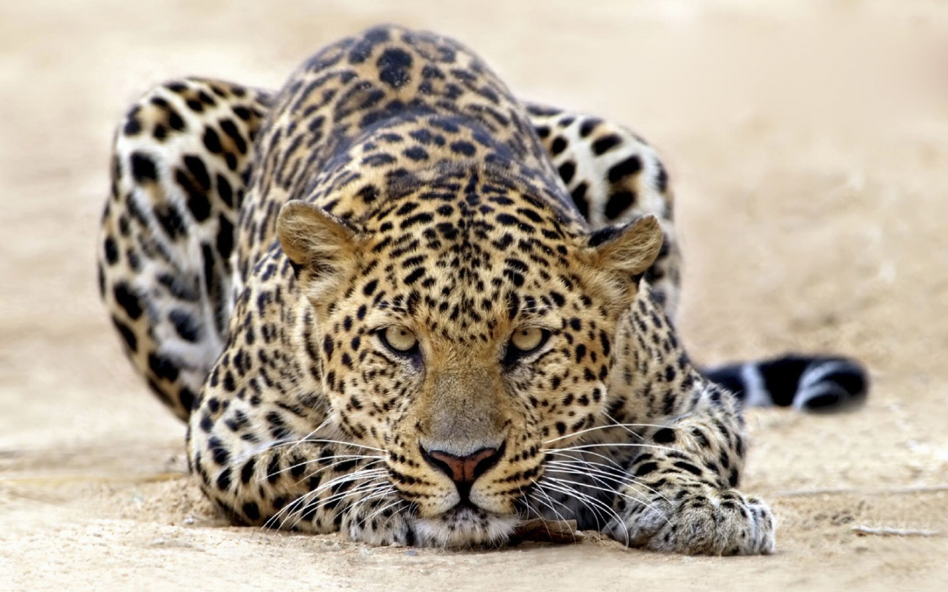 animal, leopard Full HD