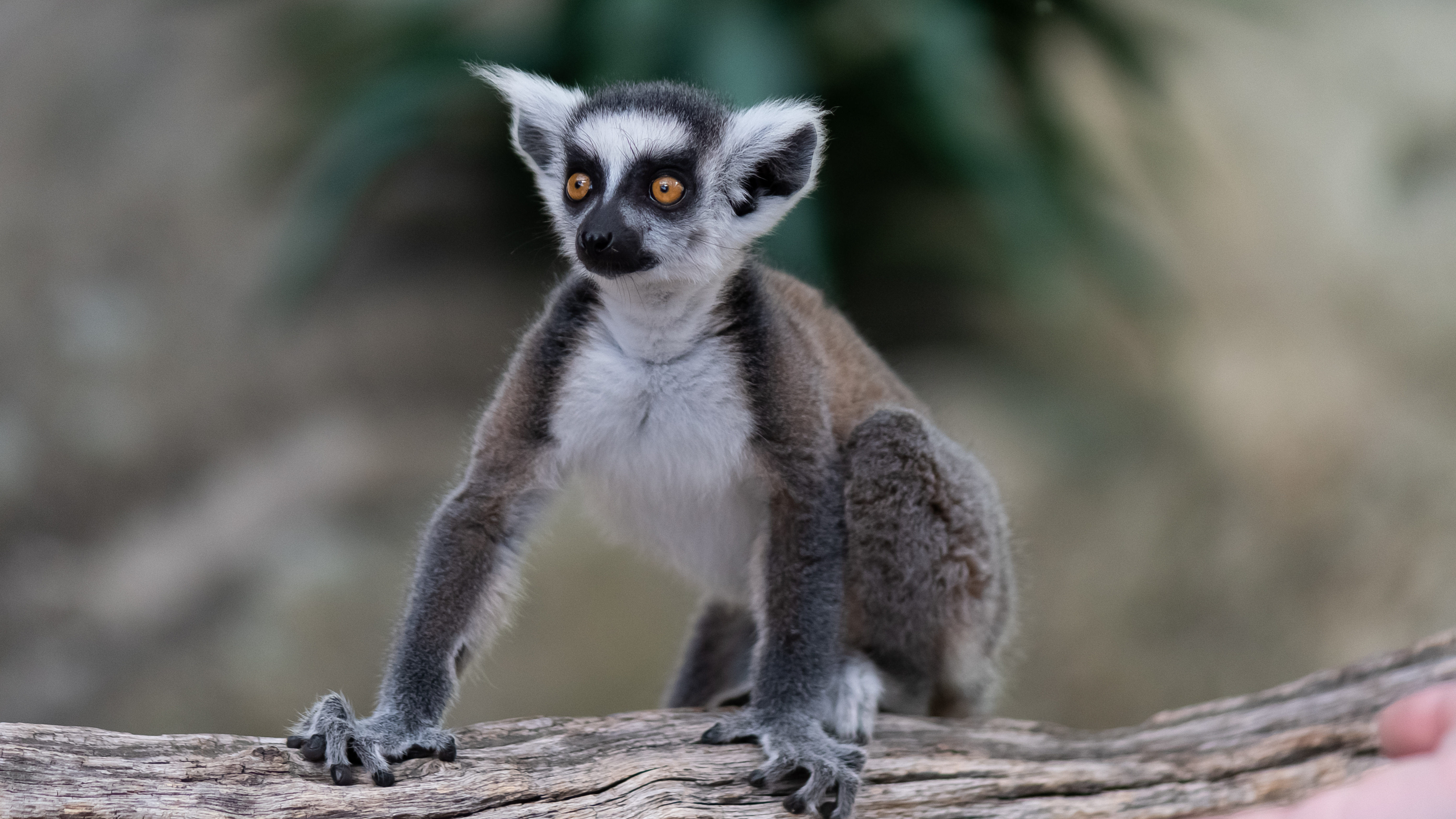 125492 Hintergrundbild herunterladen lemur, tier, tiere, sicht, meinung, komisch, lustig - Bildschirmschoner und Bilder kostenlos