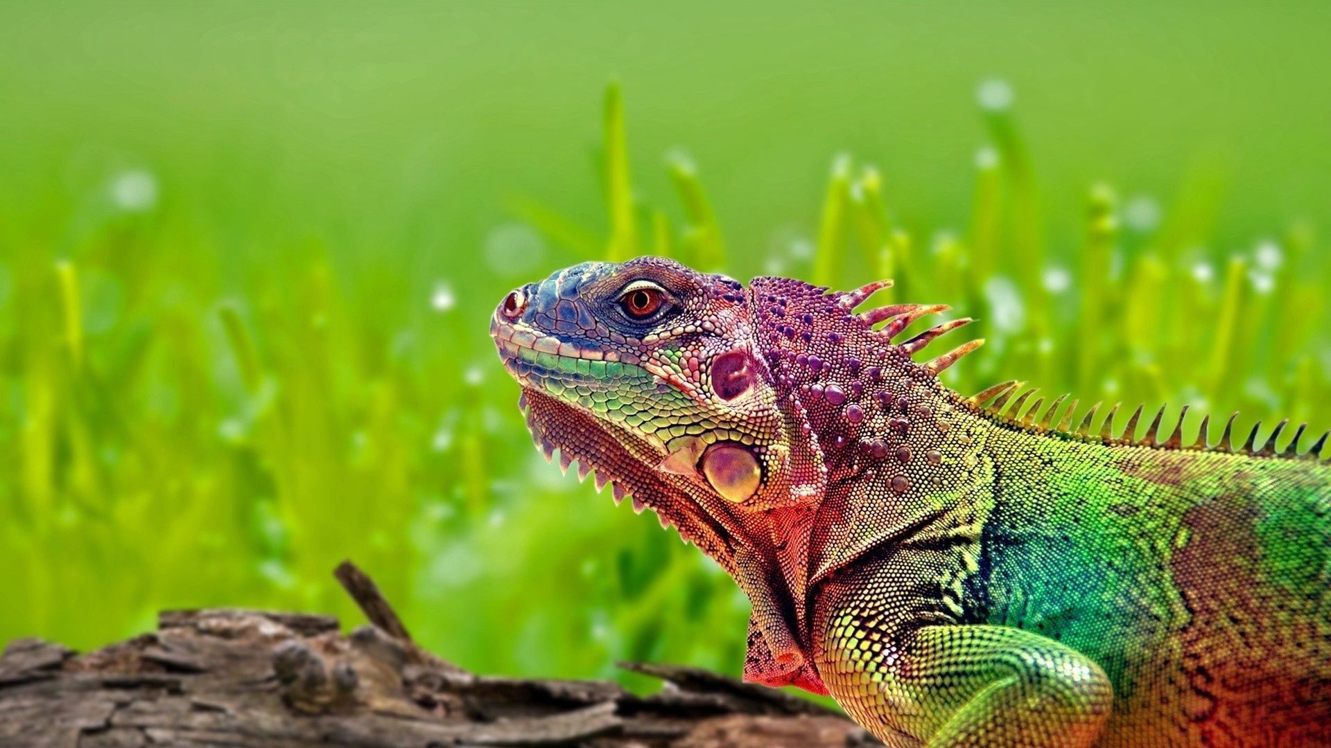 iguana, animals, color, stains, spots, reptile
