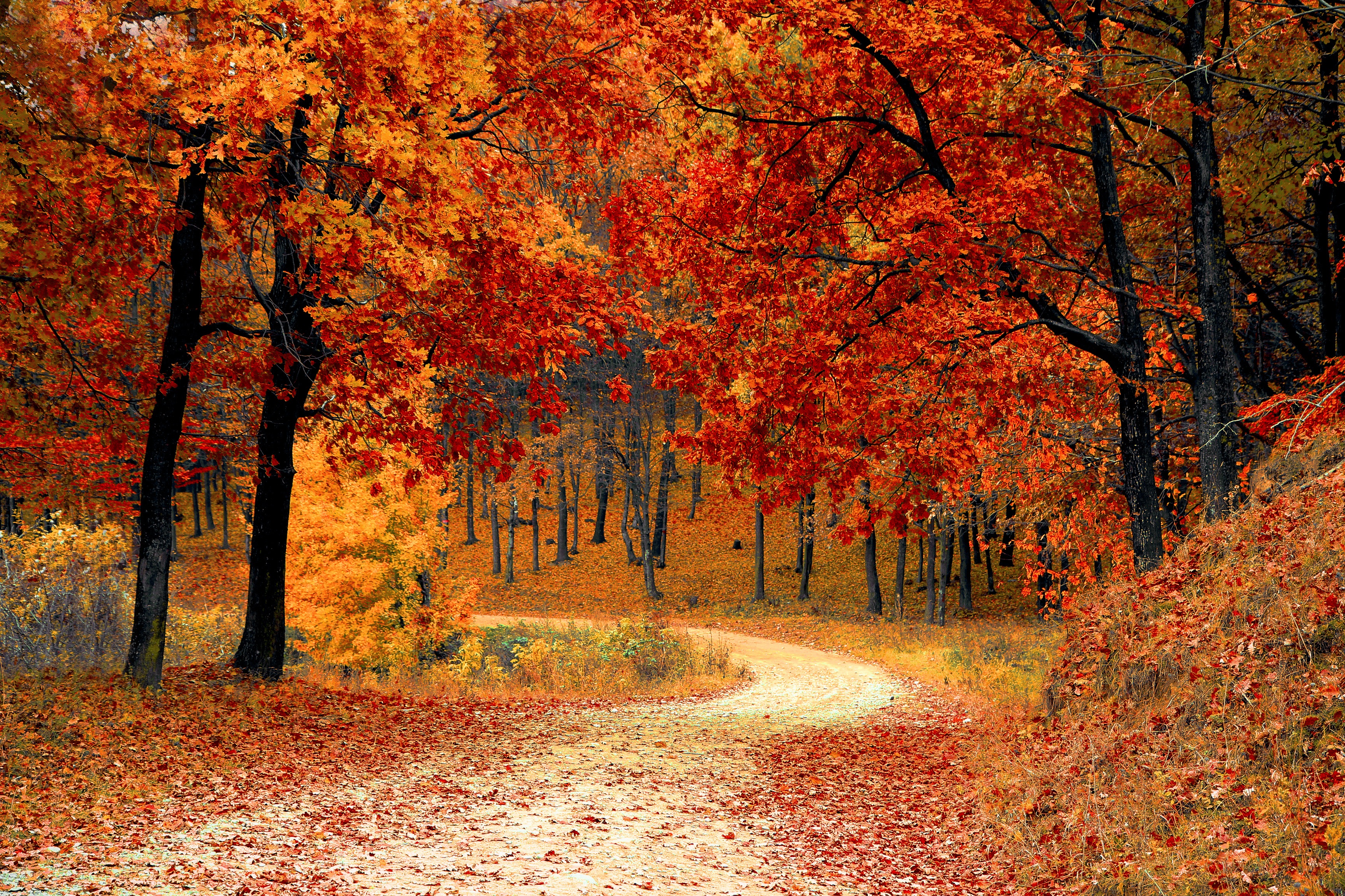 forest, nature, foliage, colourful, colorful, autumn, park, path HD wallpaper