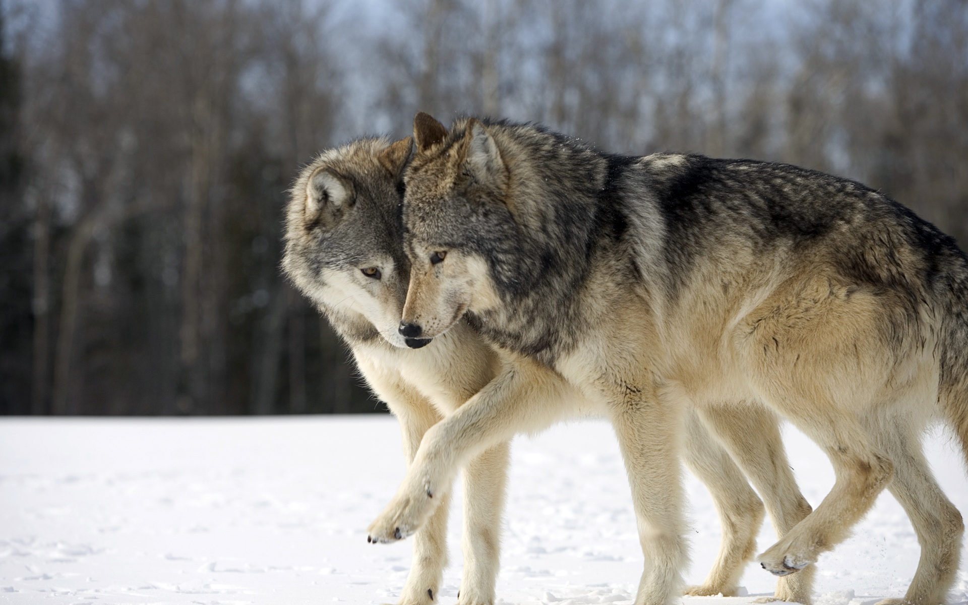 PC Wallpapers animal, wolf, snow, winter, wolves