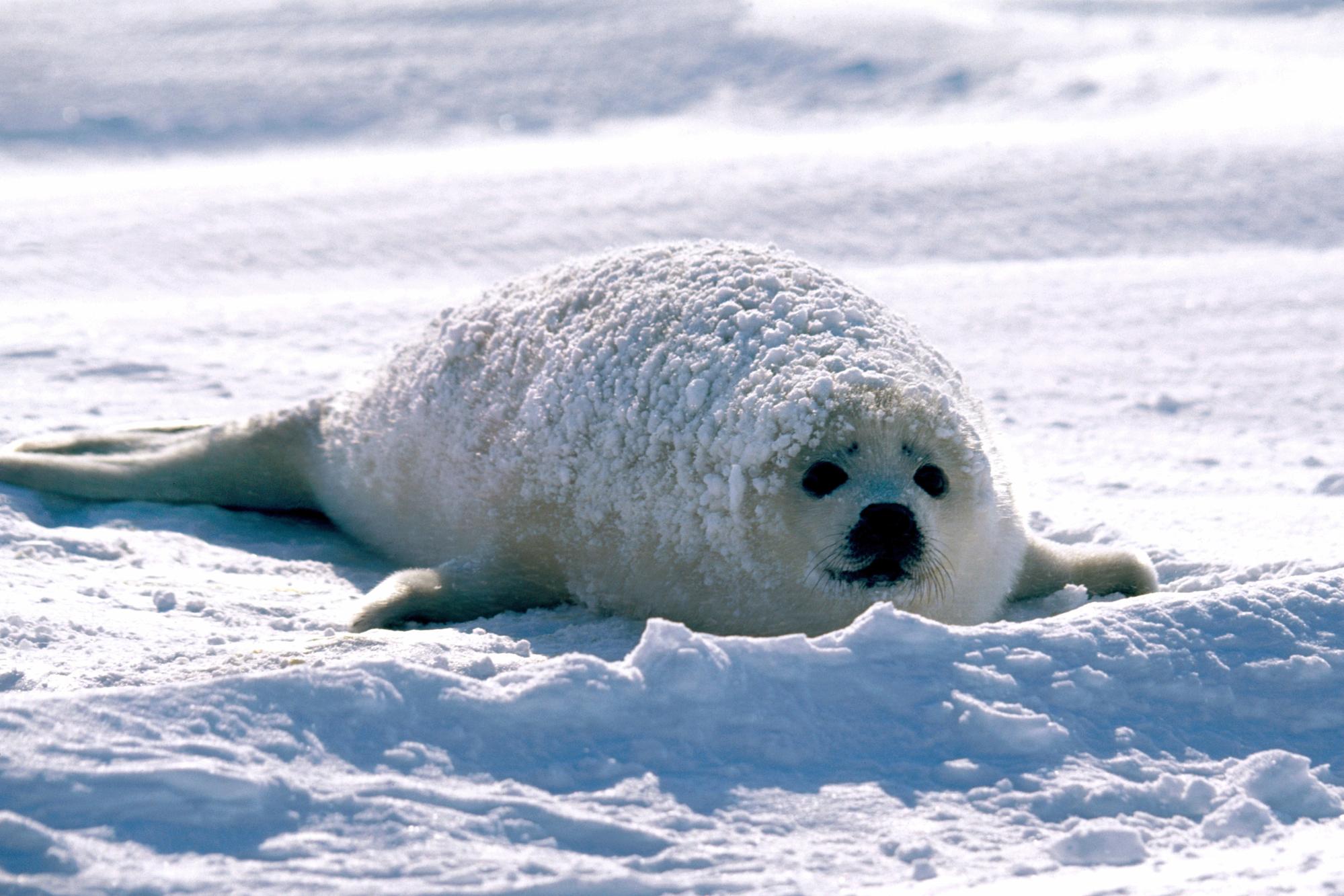 animal, seal, seals Full HD