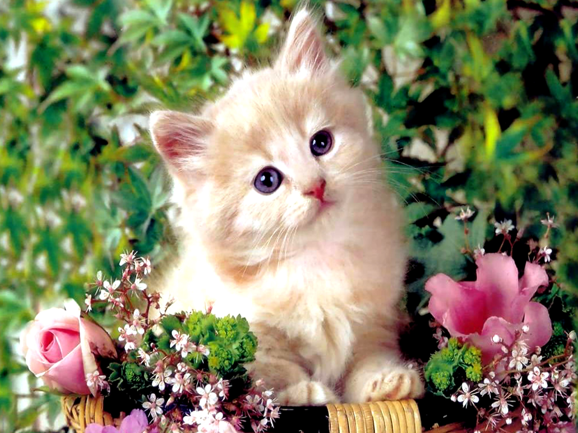 persian cat, flower, animal, cat, kitten