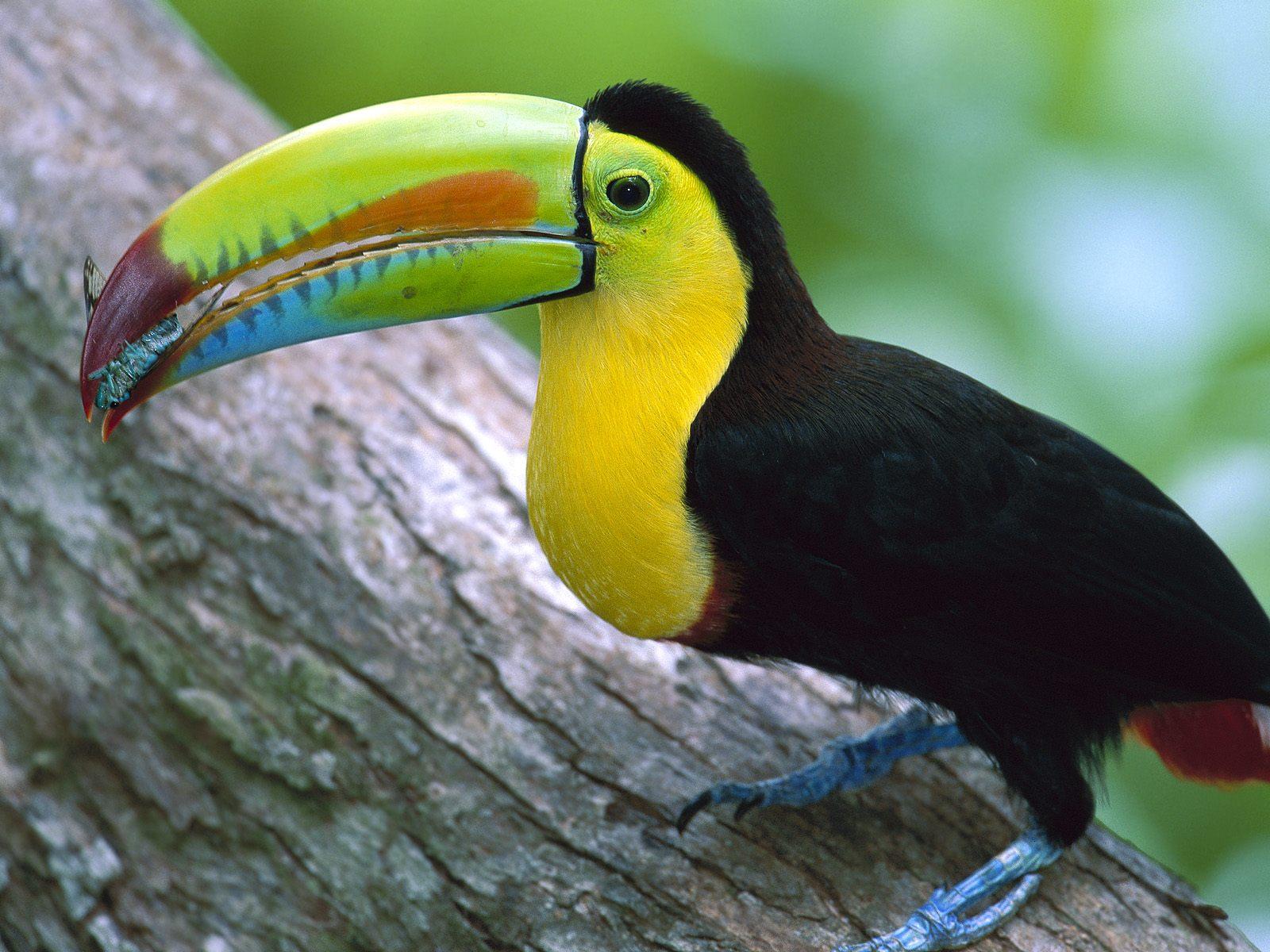 animal, toucan, birds