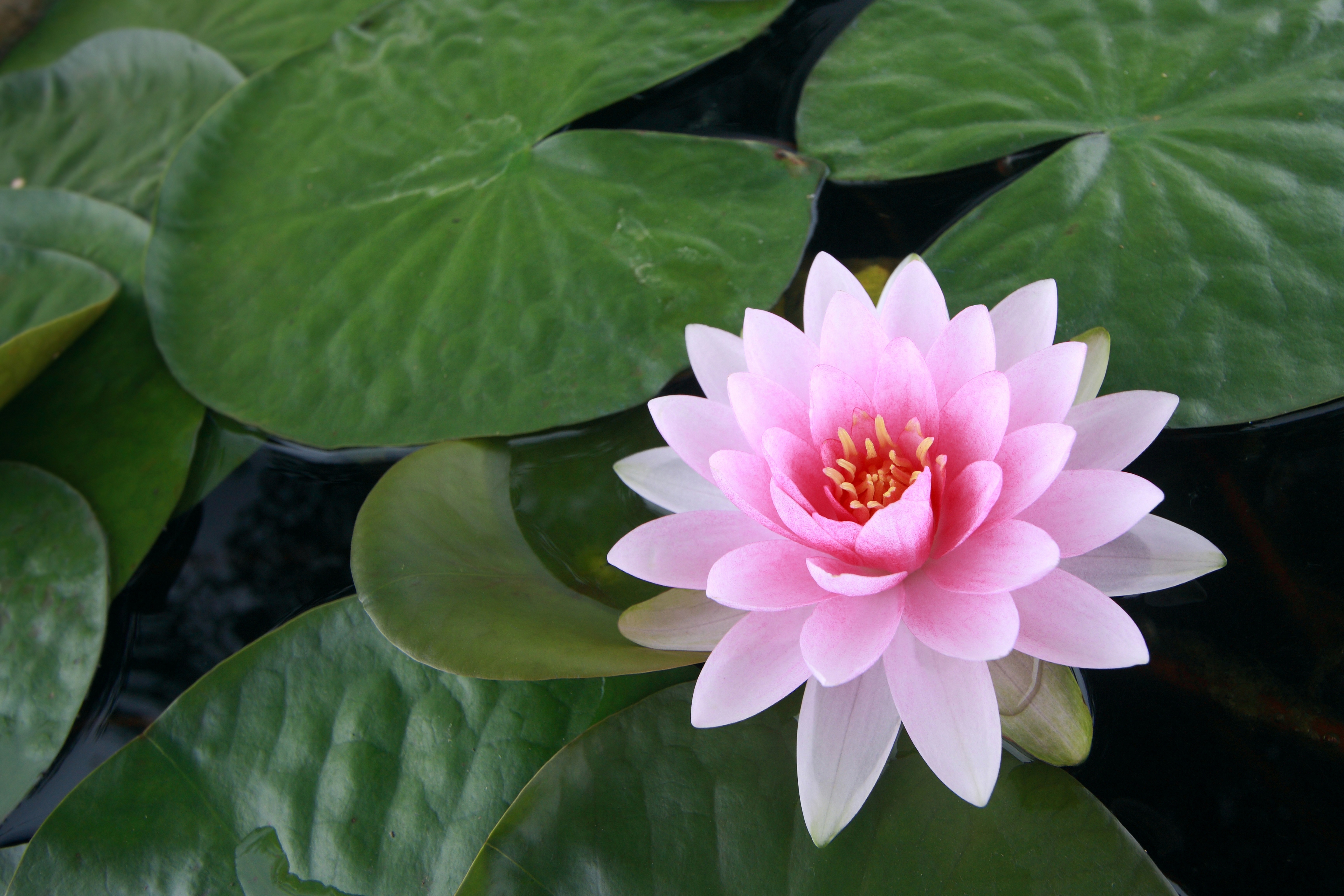 flowers, pink flower, lotus, earth, flower, lily pad, pond