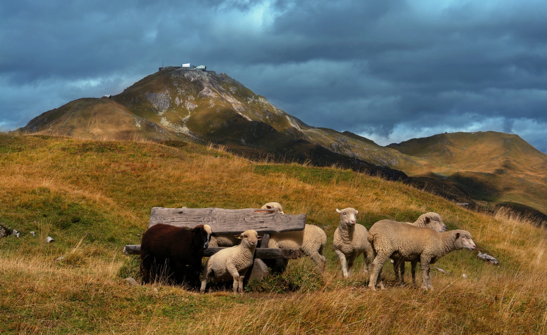 animal, sheep, lamb, pasture iphone wallpaper