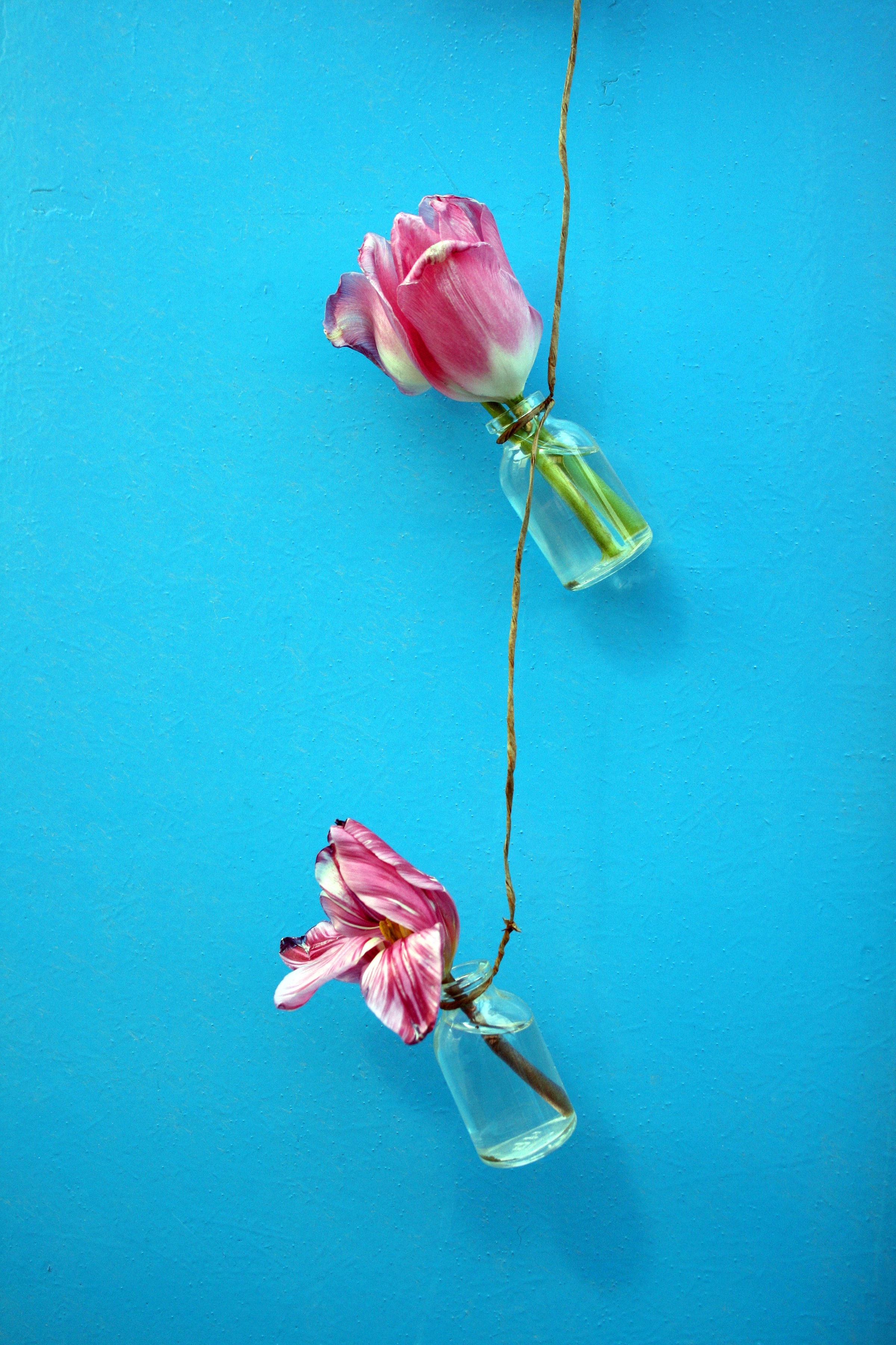 Handy-Wallpaper Seil, Blumen, Wand, Tulpen kostenlos herunterladen.